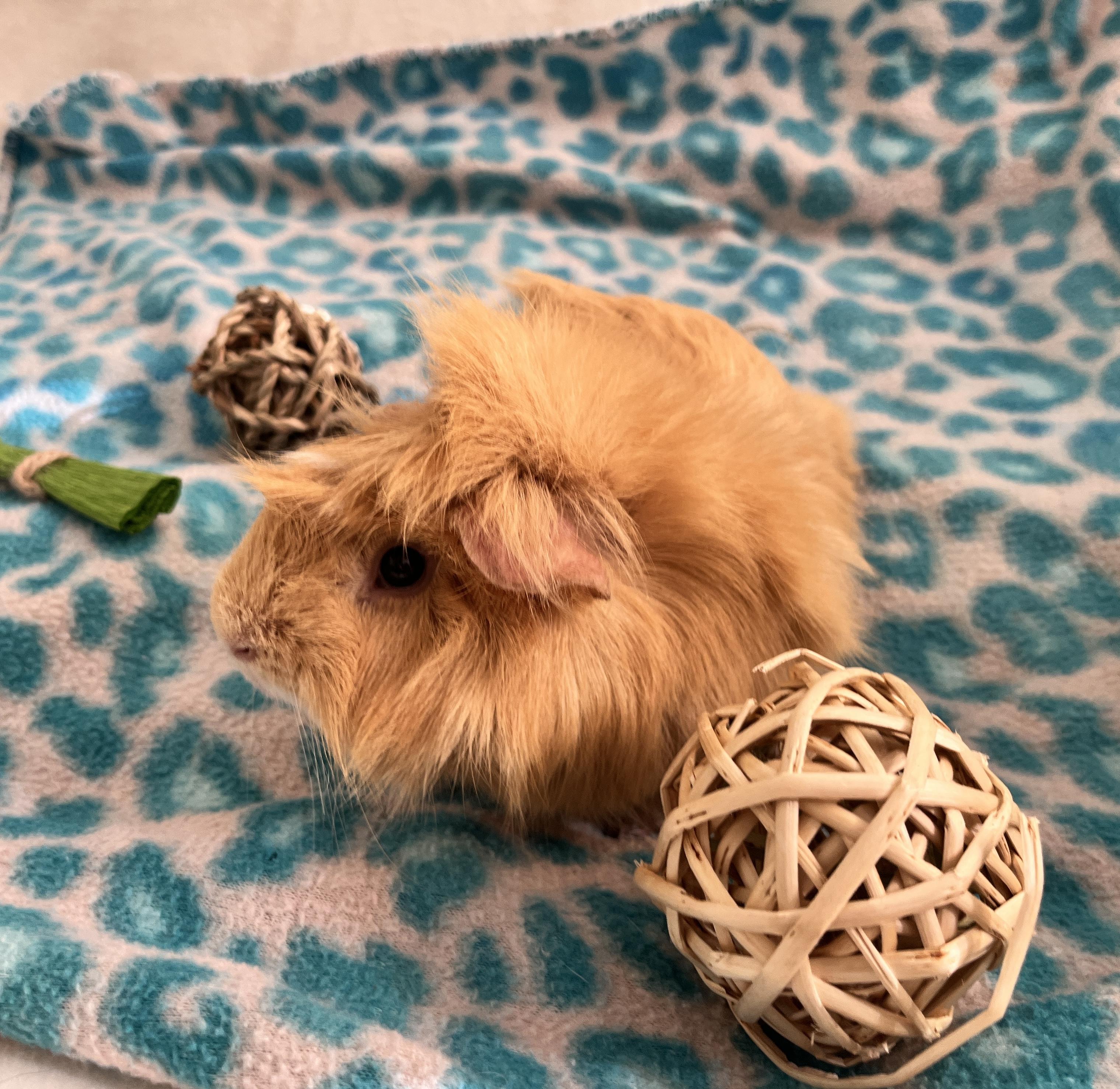 Samosa, an adopted Guinea Pig in Oakland, CA image 3/6