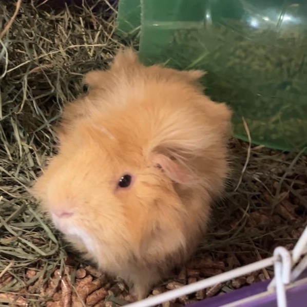 Samosa, an adopted Guinea Pig in Oakland, CA image 4/6