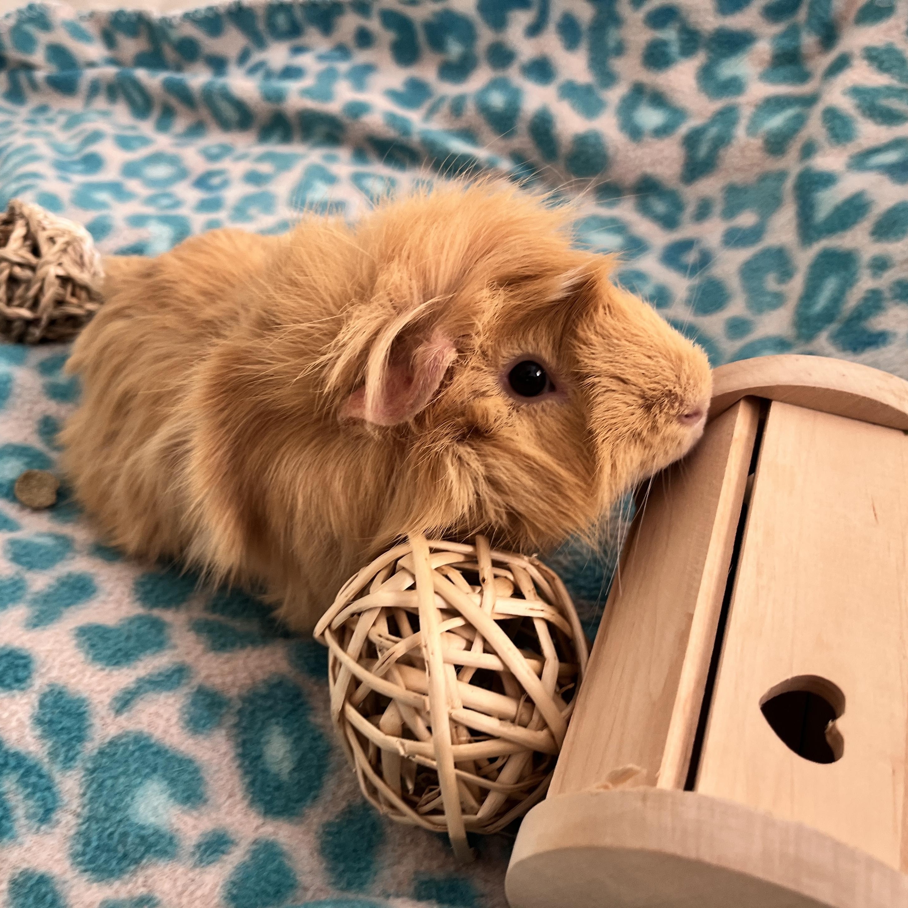 Samosa, ADOPTABLE, Young Male Guinea Pig.