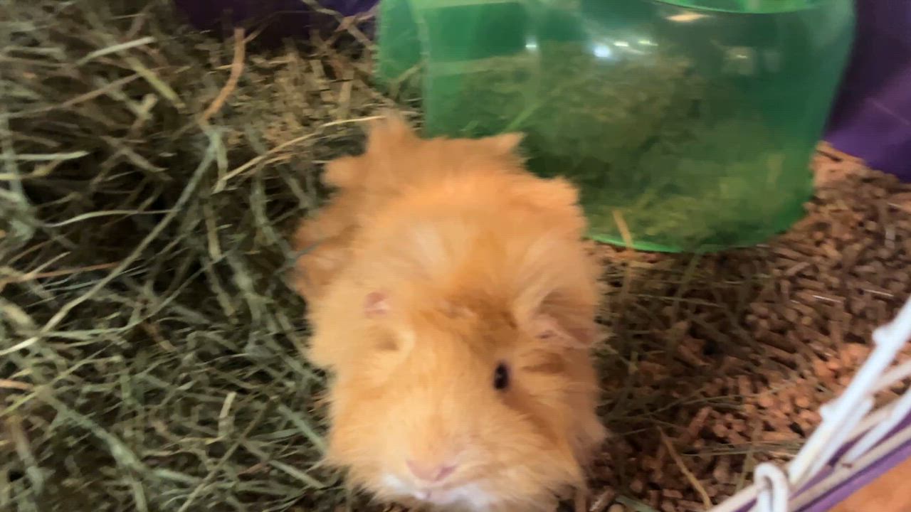 Enlarge Samosa, an adopted Guinea Pig in Oakland, CA video 2/6
