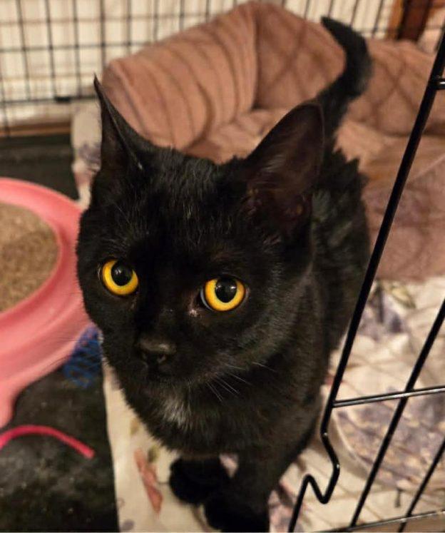 Enlarge Lucille and Boo-Berry, a ADOPTABLE Domestic Short Hair in Anchorage, AK image 2/2