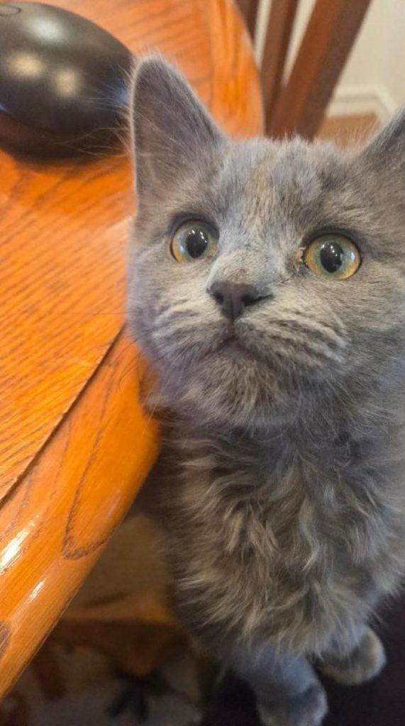 Enlarge Lucille and Boo-Berry, a ADOPTABLE Domestic Short Hair in Anchorage, AK image 1/2