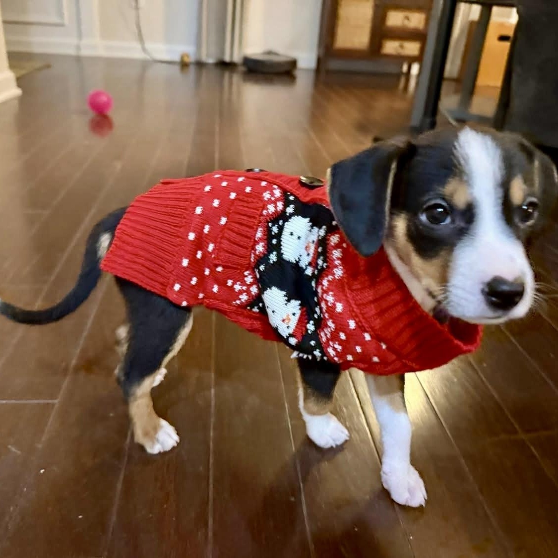 Enlarge Bindi, an adopted mixed breed in Charlotte, NC image 4/6