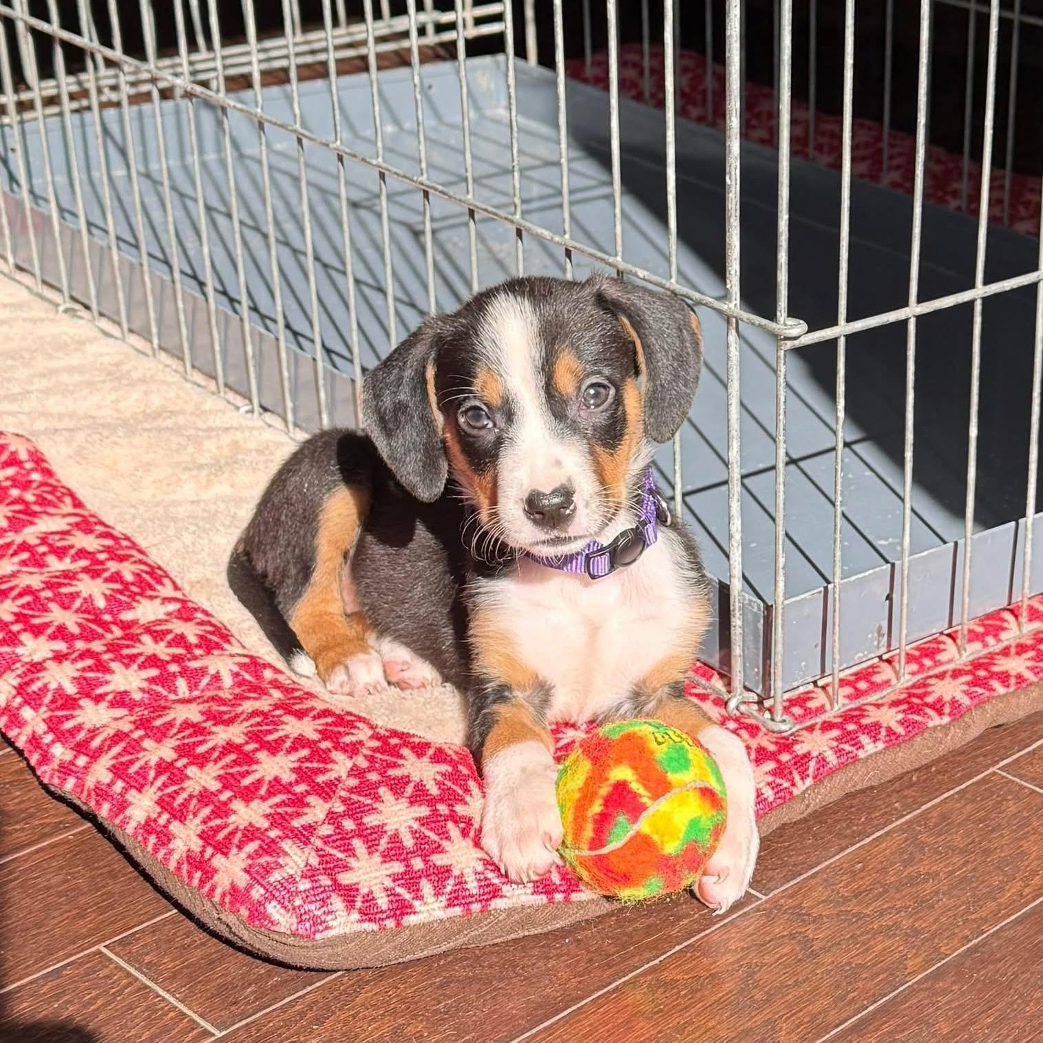 Bindi, Adoptable, Puppy Female Hound.
