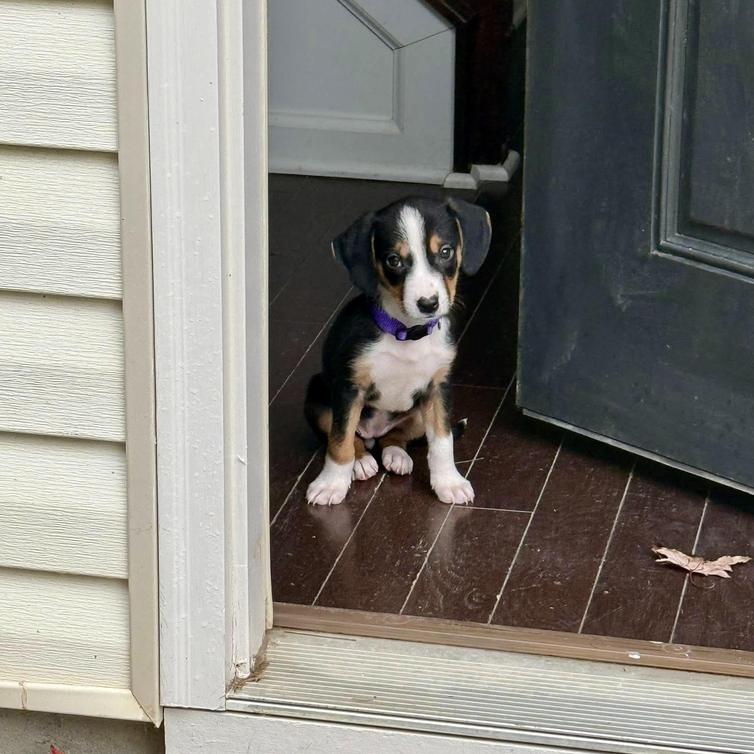 Enlarge Bindi, an adopted mixed breed in Charlotte, NC image 5/6