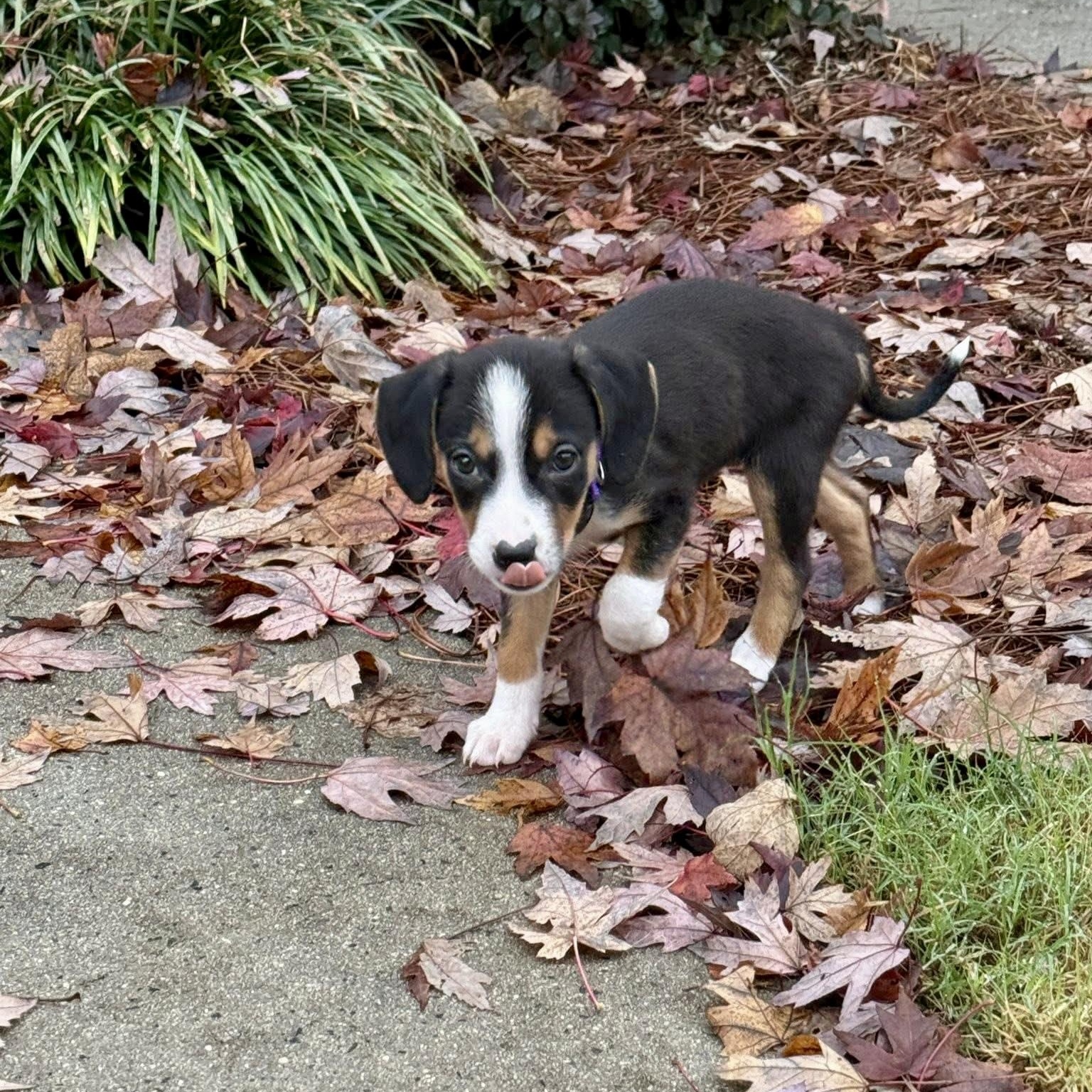 Enlarge Bindi, an adopted mixed breed in Charlotte, NC image 3/6