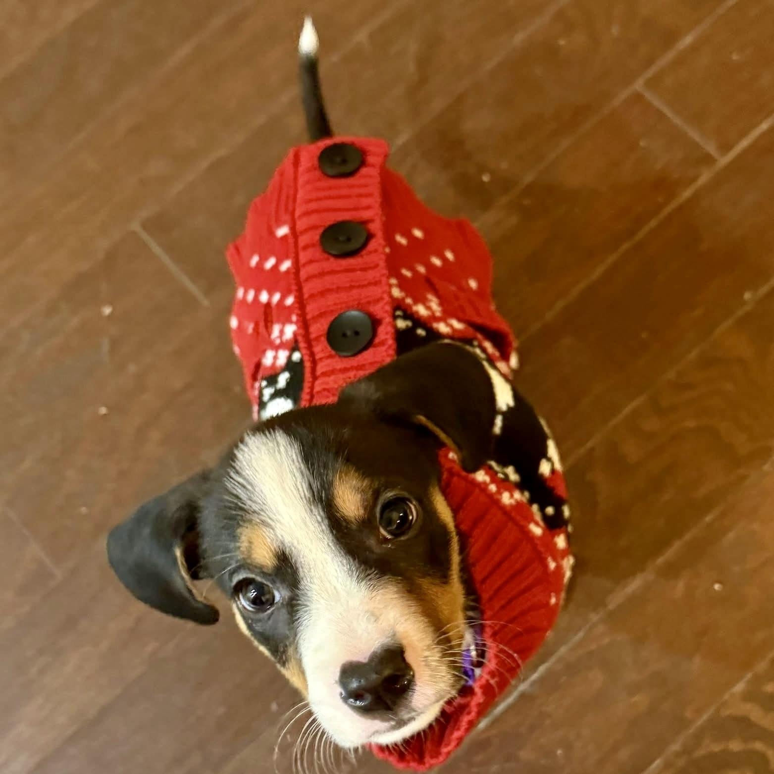 Enlarge Bindi, an adopted mixed breed in Charlotte, NC image 2/6