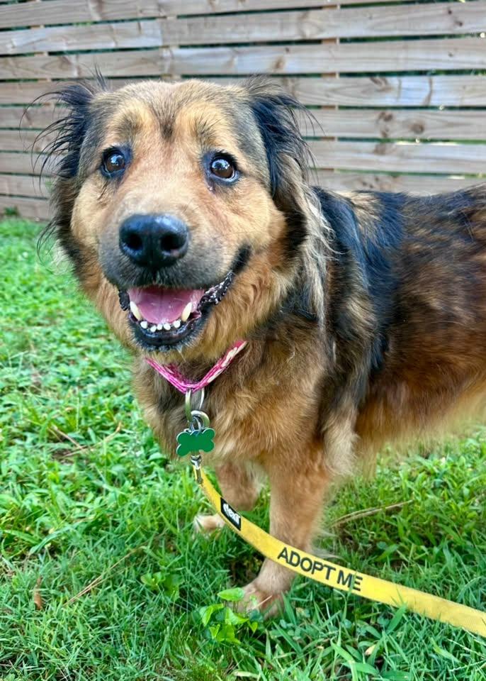 Lady, a ADOPTABLE mixed breed in East Point, GA image 3/3