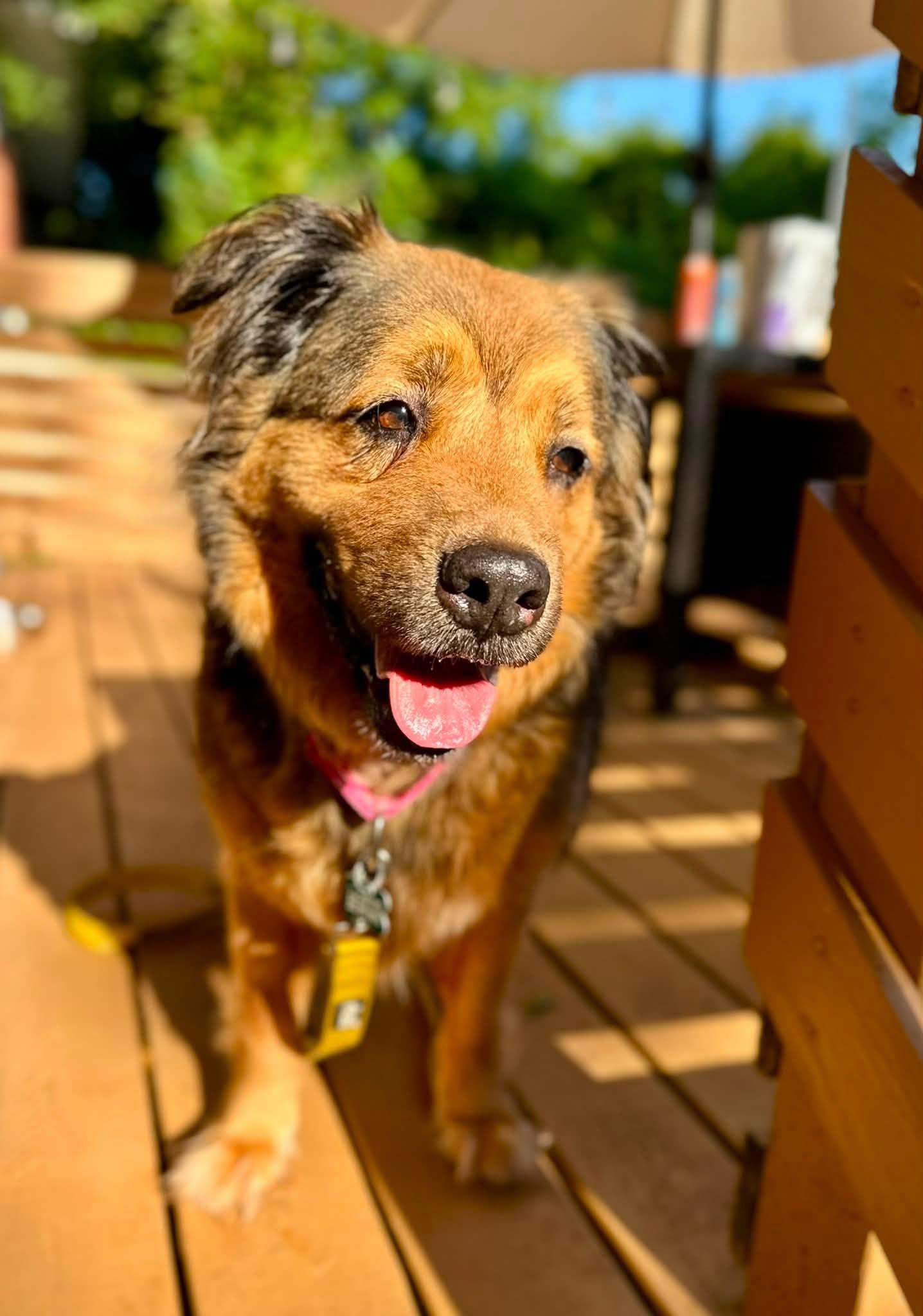 Lady, ADOPTABLE, Senior Female Shepherd.
