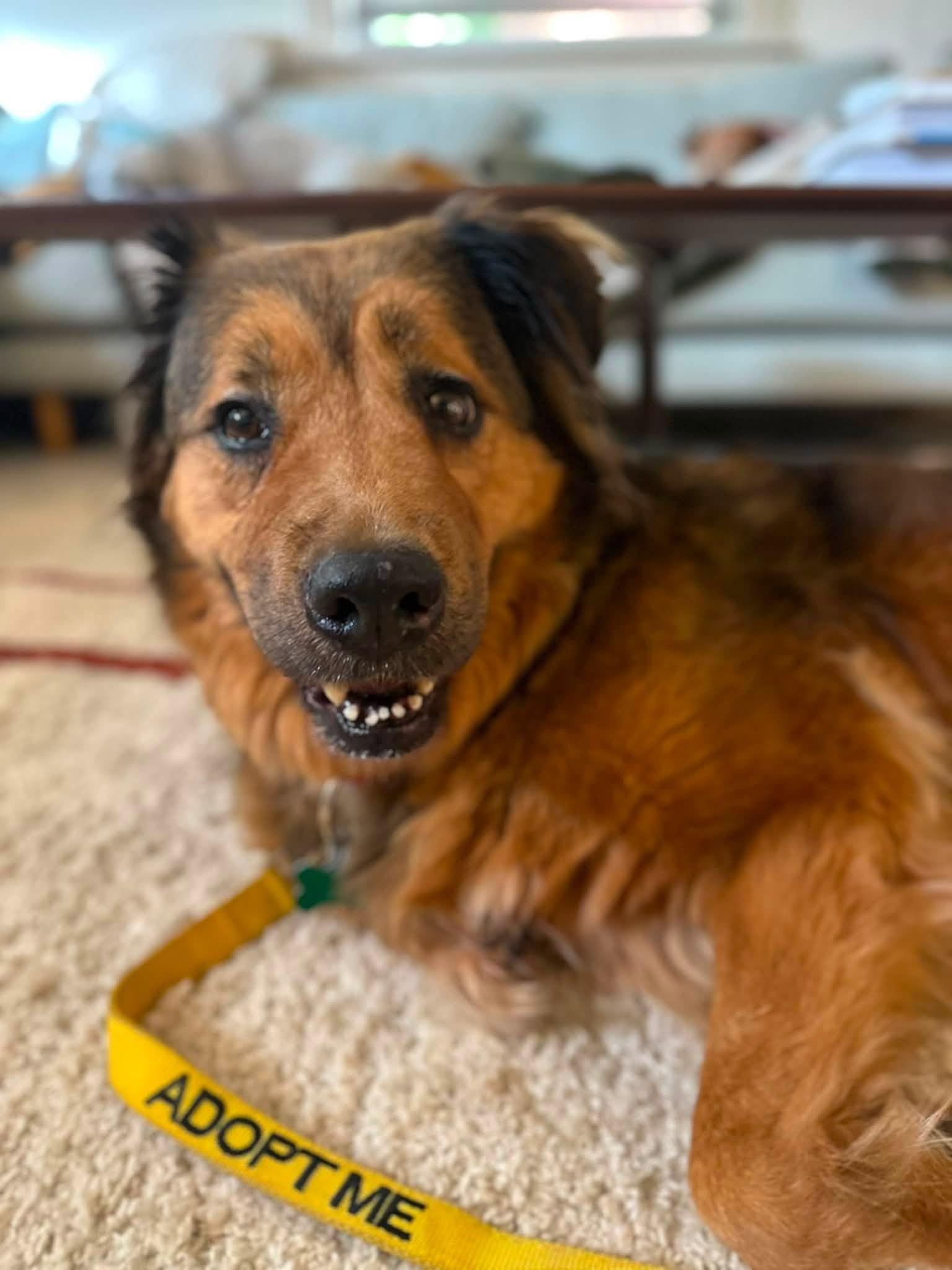 Lady, a ADOPTABLE mixed breed in East Point, GA image 2/3