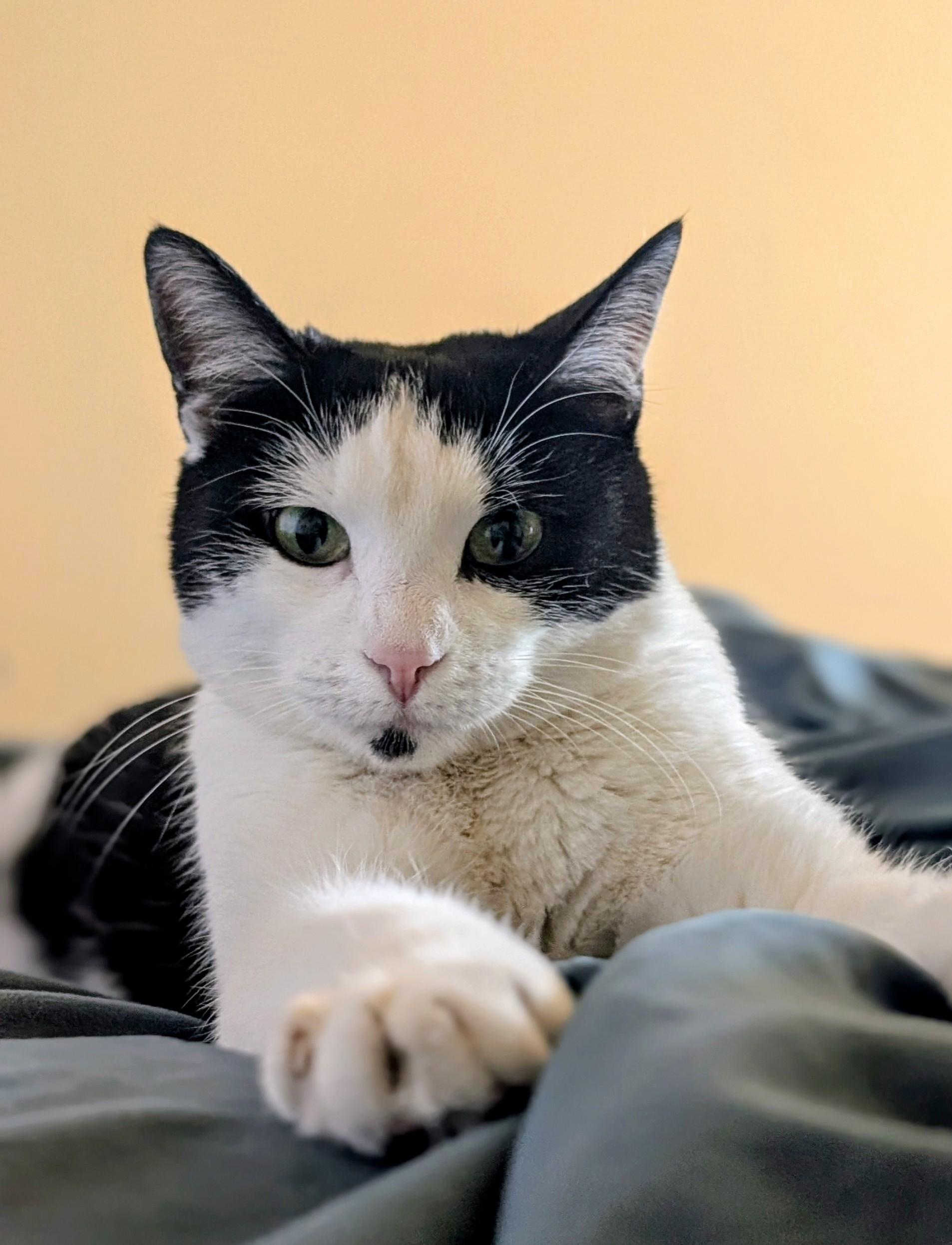 Enlarge Oreo, a ADOPTABLE Domestic Short Hair in Denver, CO image 4/5
