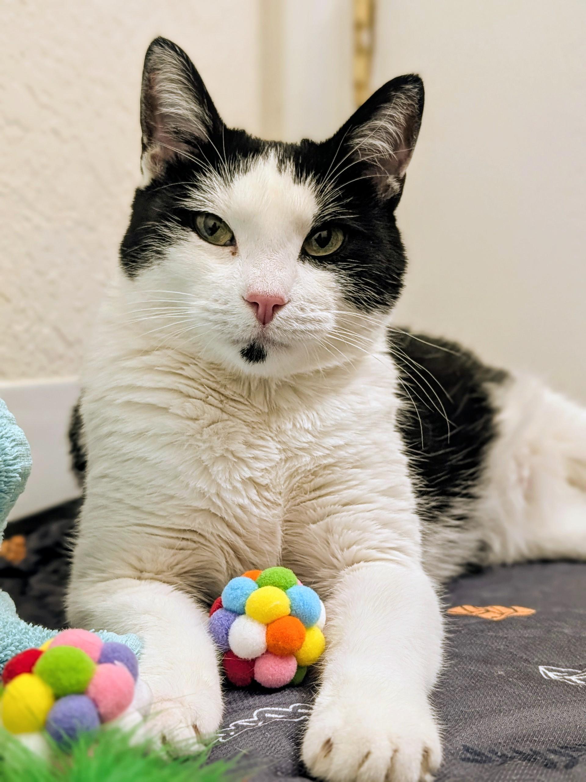 Enlarge Oreo, a ADOPTABLE Domestic Short Hair in Denver, CO image 2/5