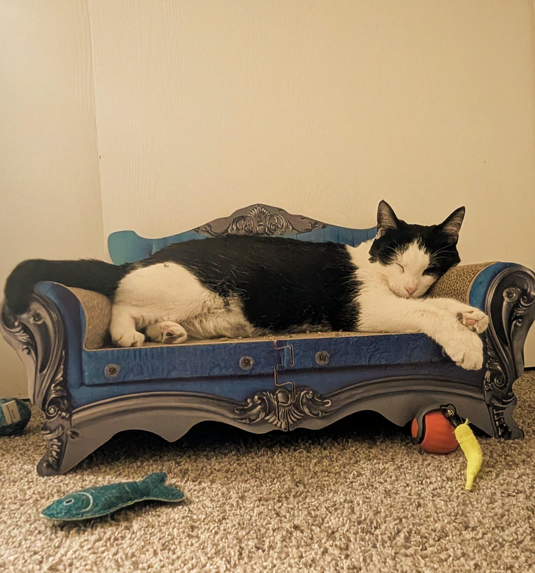 Enlarge Oreo, a ADOPTABLE Domestic Short Hair in Denver, CO image 3/5