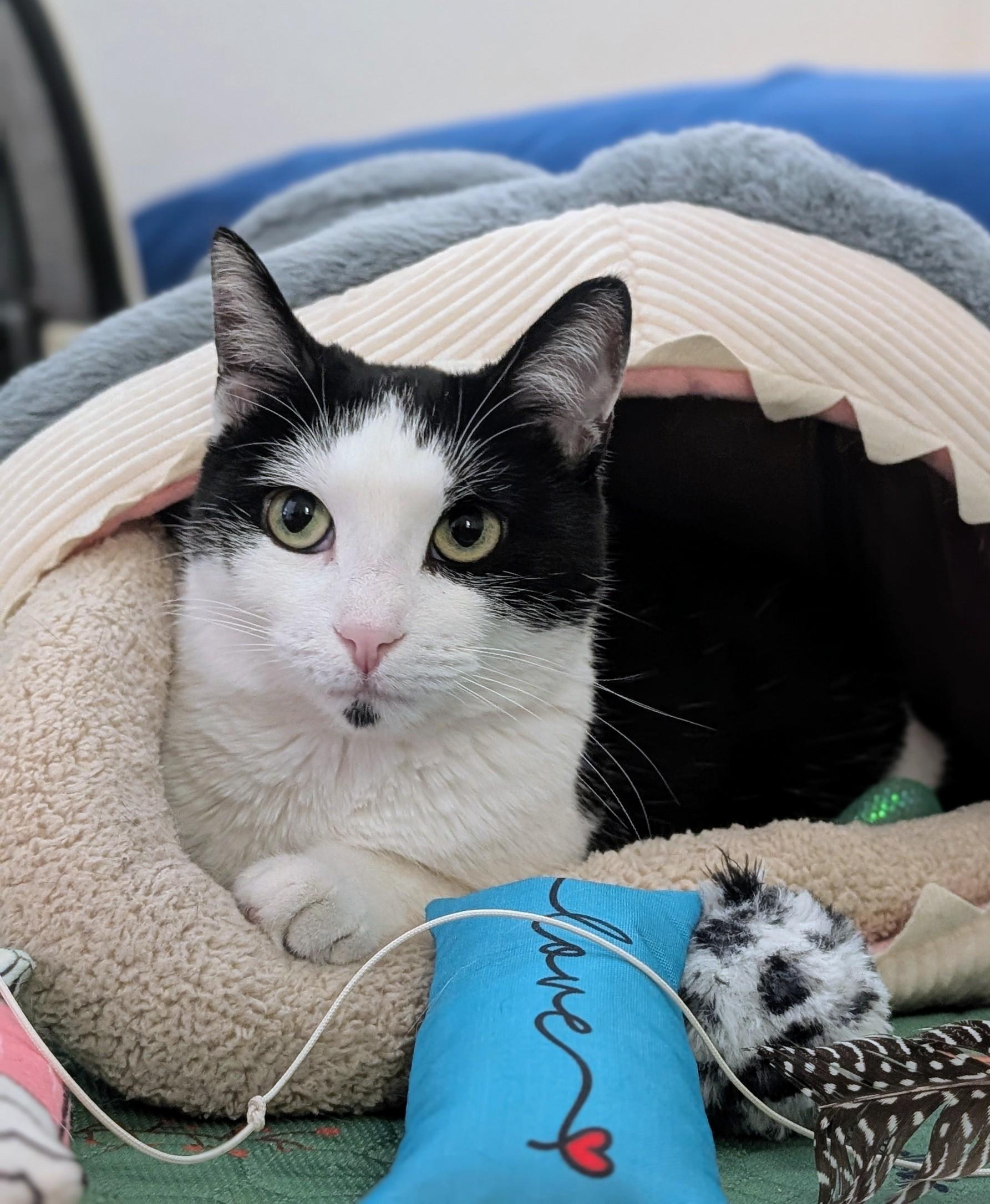 Enlarge Oreo, a ADOPTABLE Domestic Short Hair in Denver, CO image 1/5