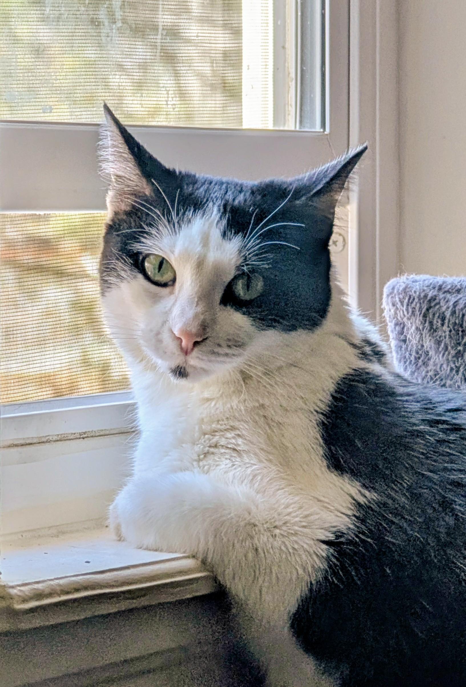 Enlarge Oreo, a ADOPTABLE Domestic Short Hair in Denver, CO image 5/5