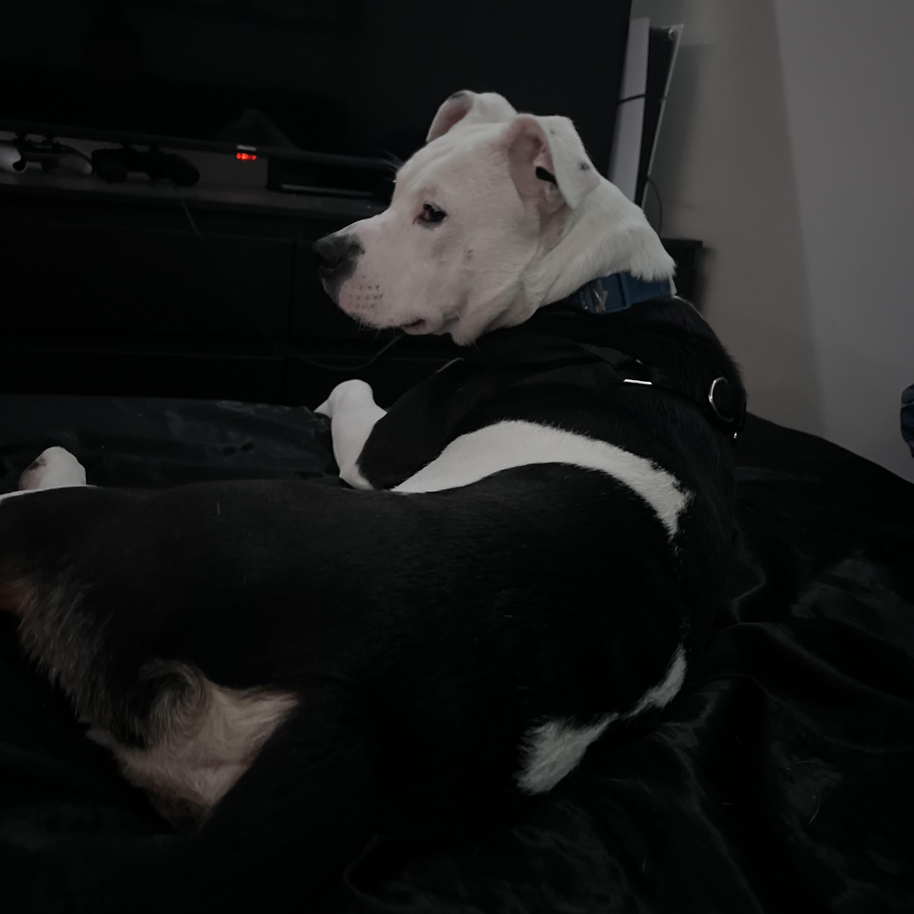 Enlarge DIESEL, a Adoptable mixed breed in Chicopee, MA image 1/5