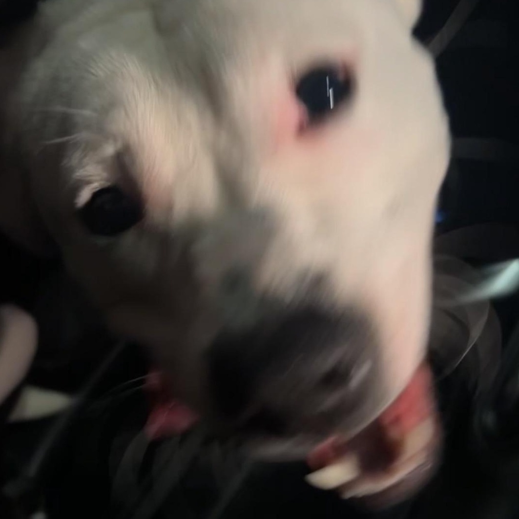 Enlarge DIESEL, a Adoptable mixed breed in Chicopee, MA image 5/5