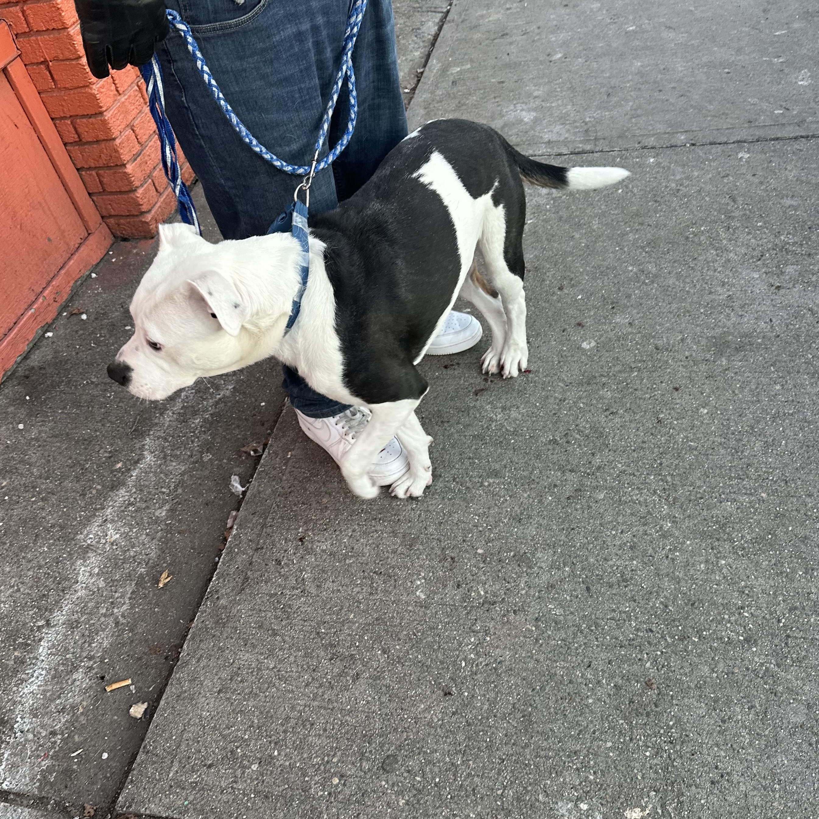 Enlarge DIESEL, a Adoptable mixed breed in Chicopee, MA image 3/5