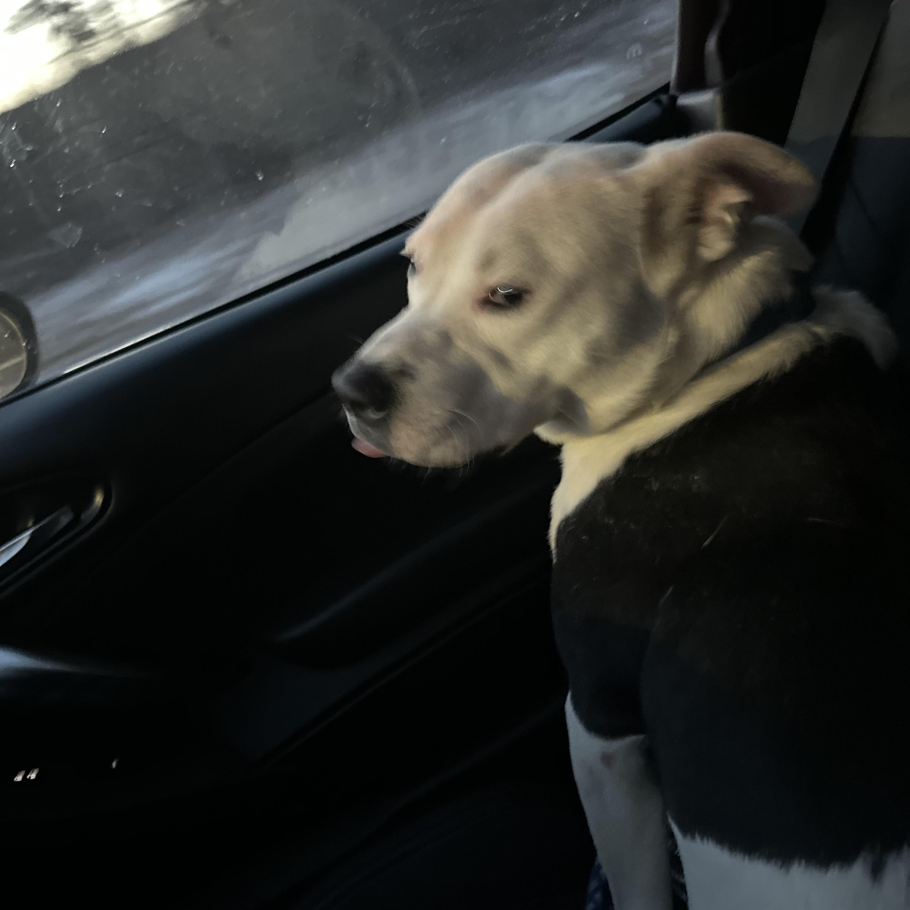 Enlarge DIESEL, a Adoptable mixed breed in Chicopee, MA image 2/5