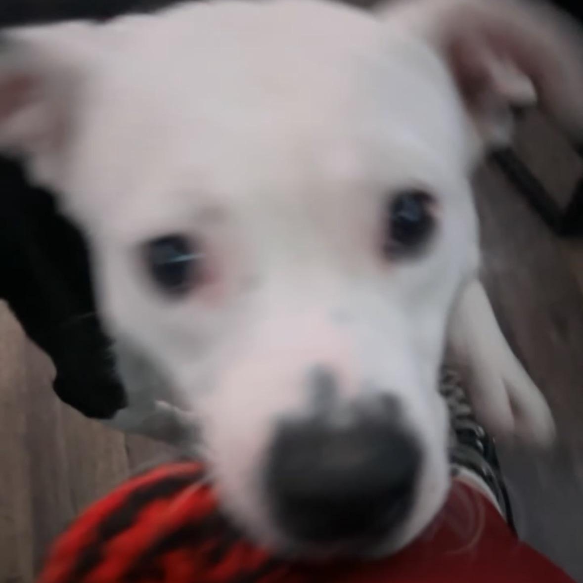 Enlarge DIESEL, a Adoptable mixed breed in Chicopee, MA image 4/5