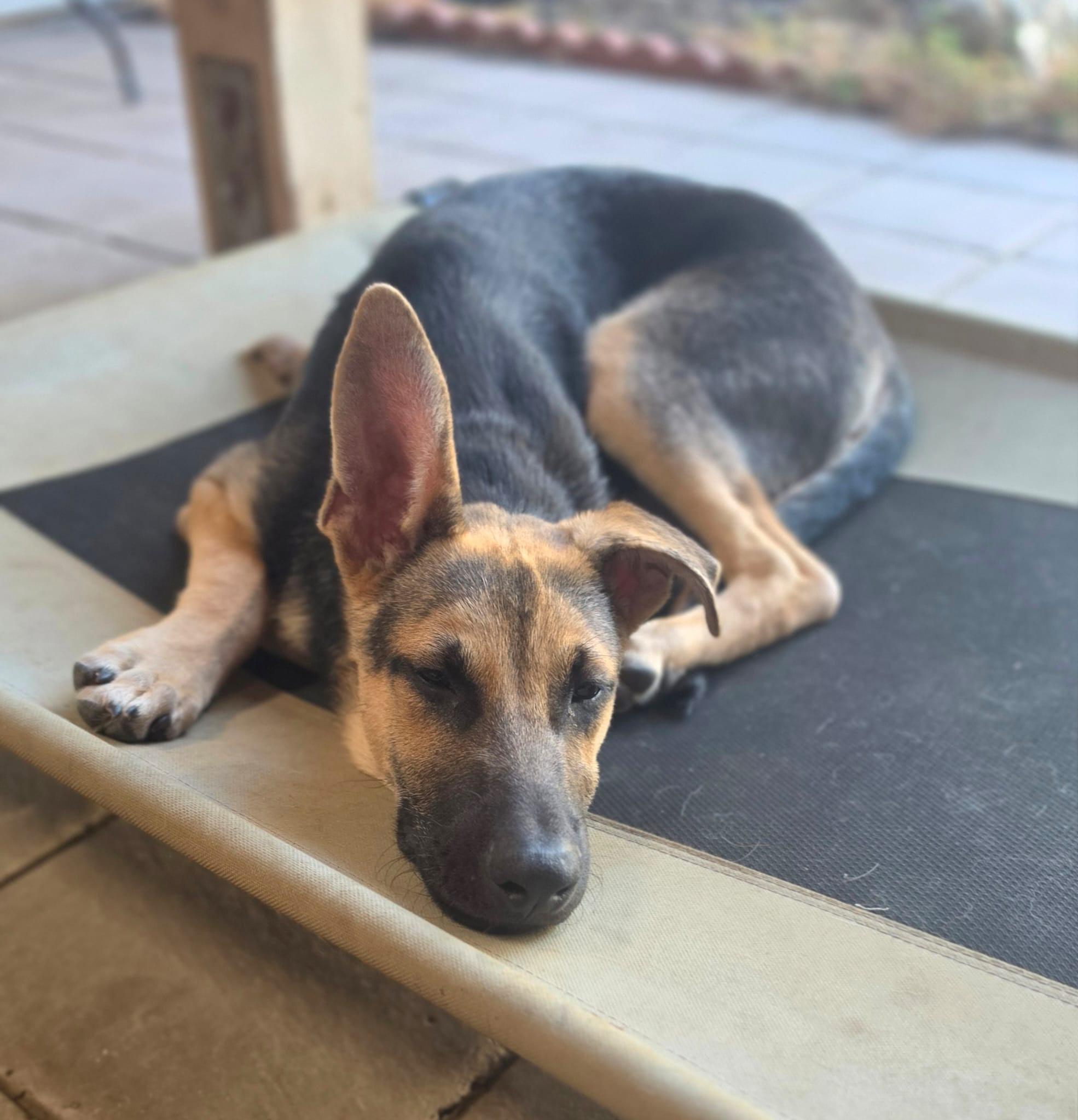 Enlarge Scooby - A Sweet and Handsome 6-Month-Old German Shepherd Mix, a Adoptable mixed breed in Weston, MA image 2/6