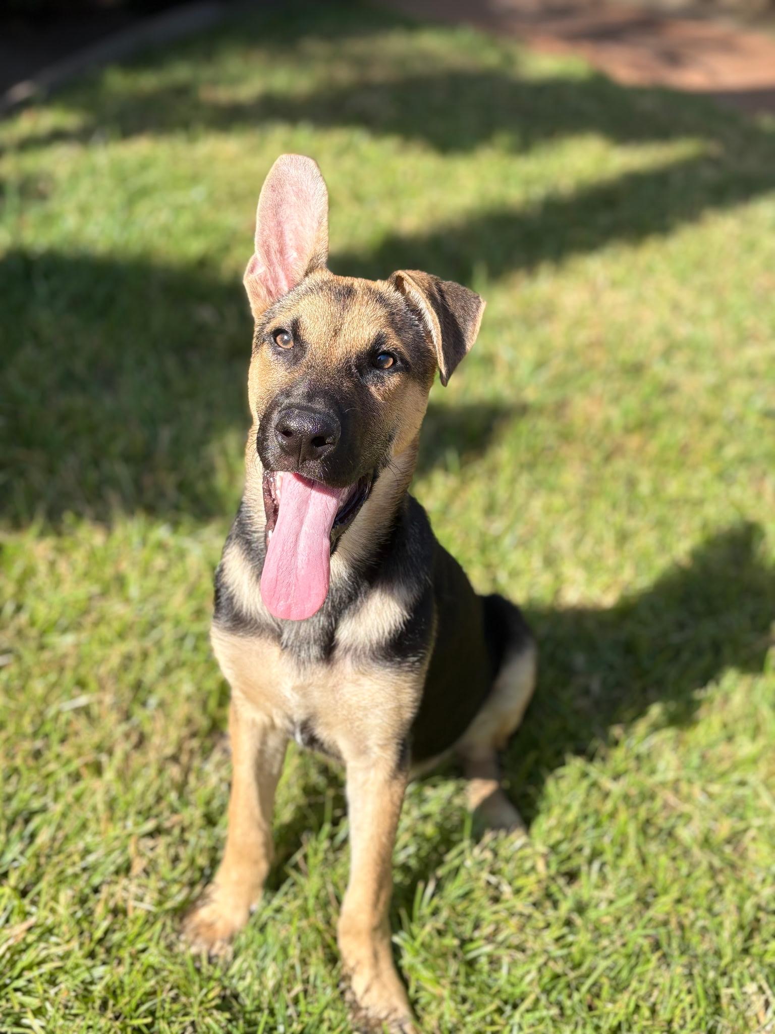 Enlarge Scooby - A Sweet and Handsome 6-Month-Old German Shepherd Mix, a Adoptable mixed breed in Weston, MA image 1/6