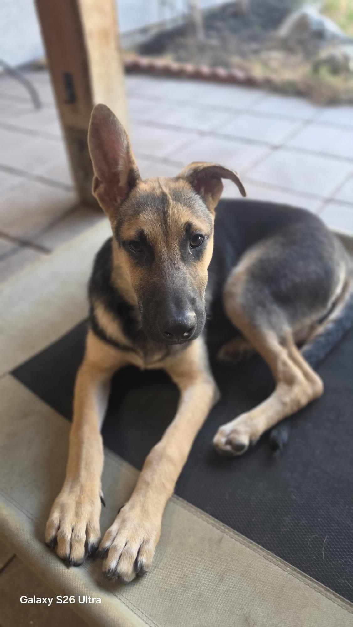 Enlarge Scooby - A Sweet and Handsome 6-Month-Old German Shepherd Mix, a Adoptable mixed breed in Weston, MA image 3/6