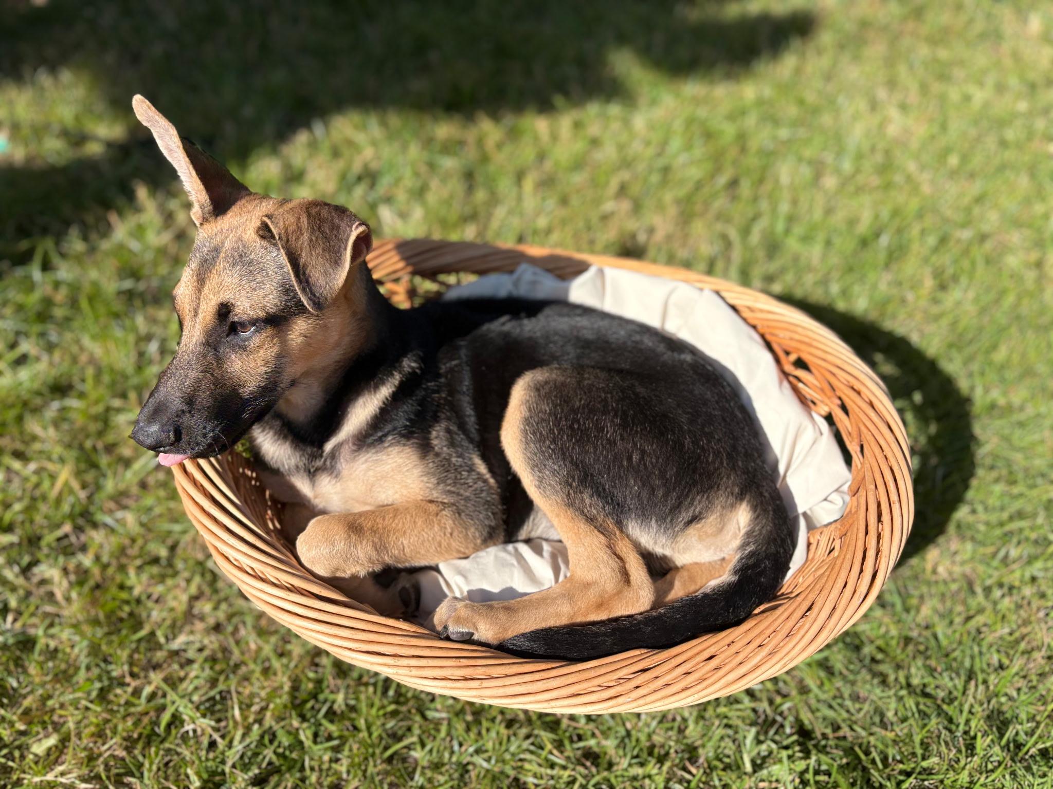 Enlarge Scooby - A Sweet and Handsome 6-Month-Old German Shepherd Mix, a Adoptable mixed breed in Weston, MA image 4/6