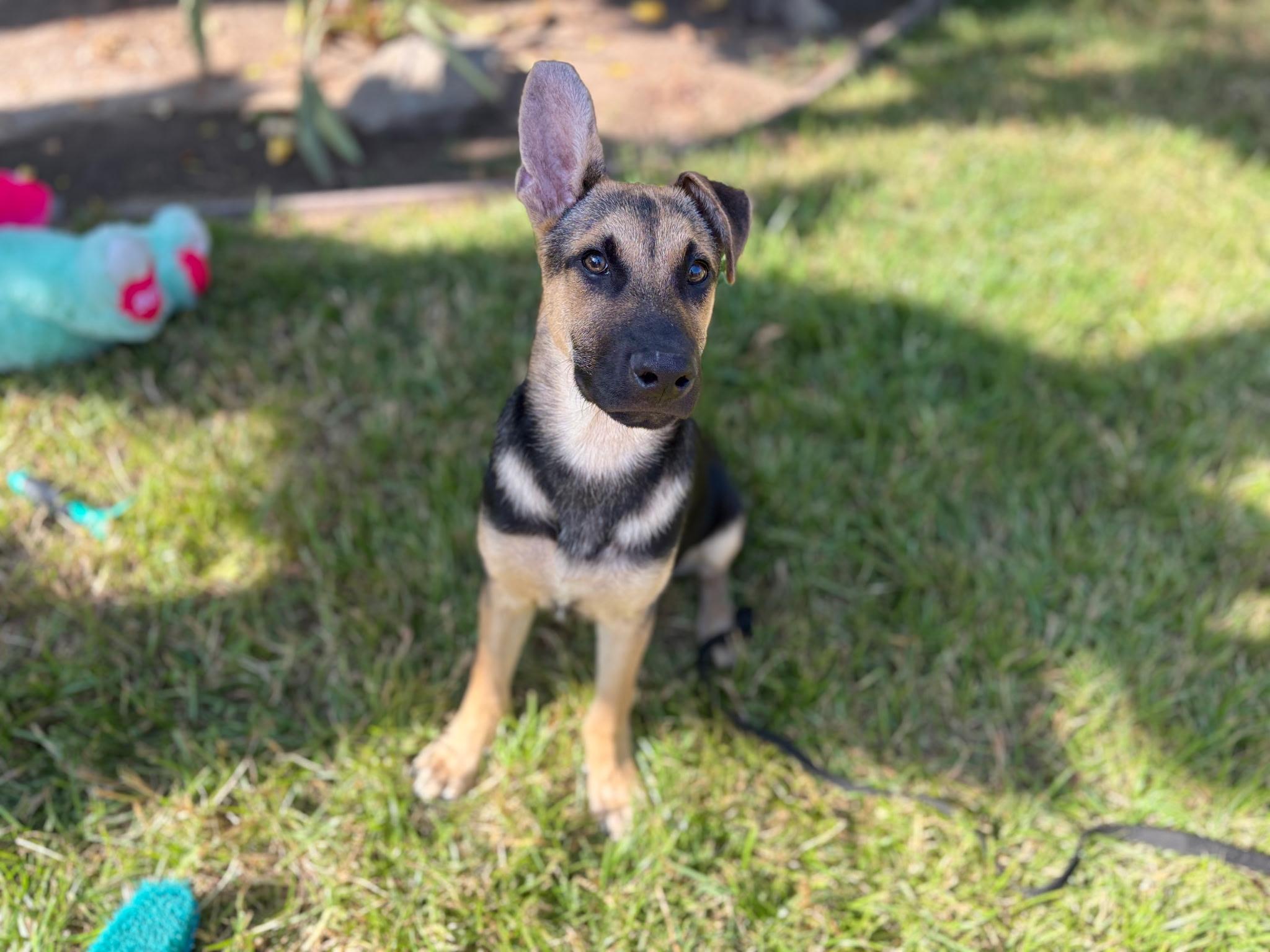 Enlarge Scooby - A Sweet and Handsome 6-Month-Old German Shepherd Mix, a Adoptable mixed breed in Weston, MA image 6/6