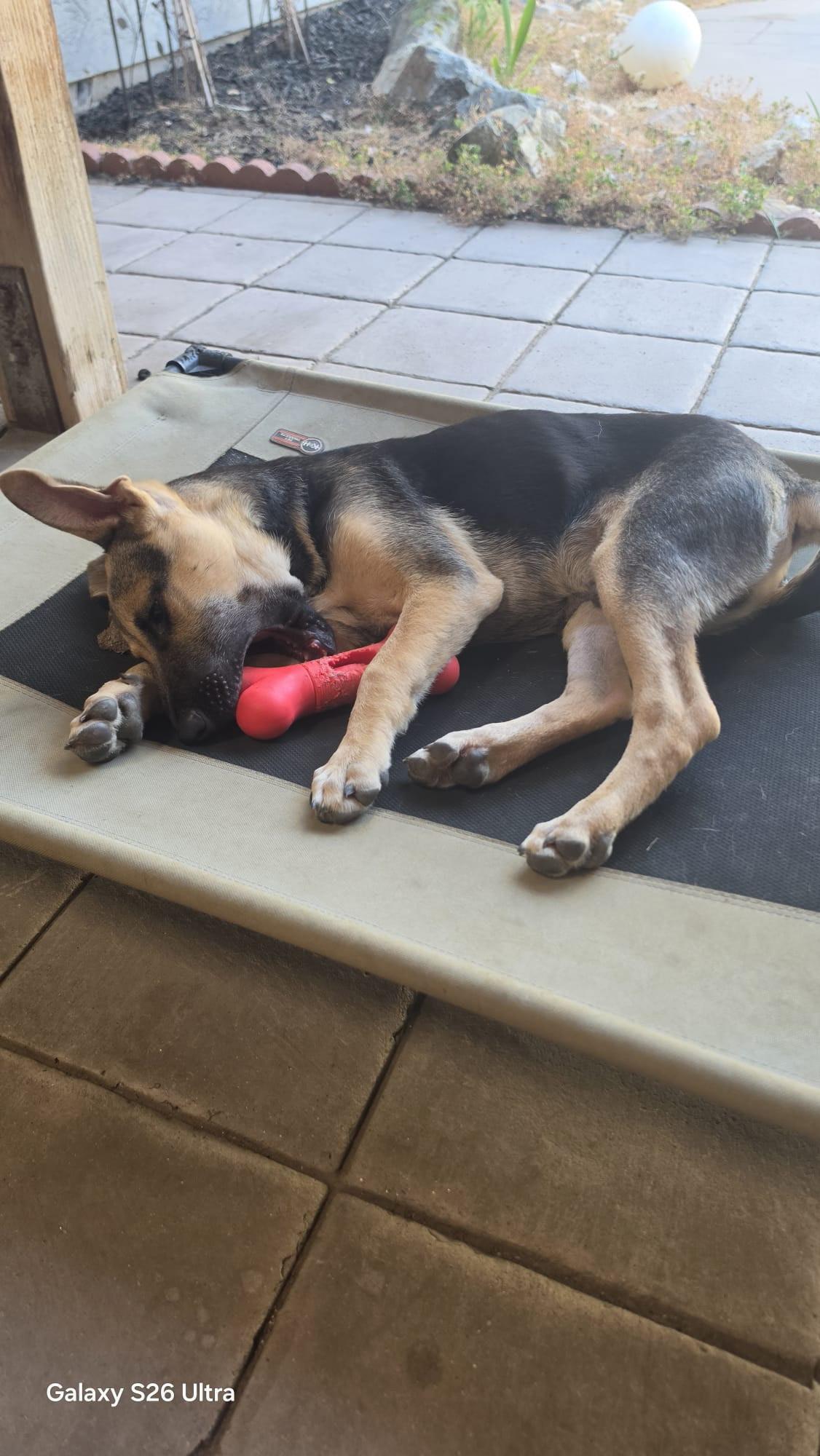 Enlarge Scooby - A Sweet and Handsome 6-Month-Old German Shepherd Mix, a Adoptable mixed breed in Weston, MA image 5/6
