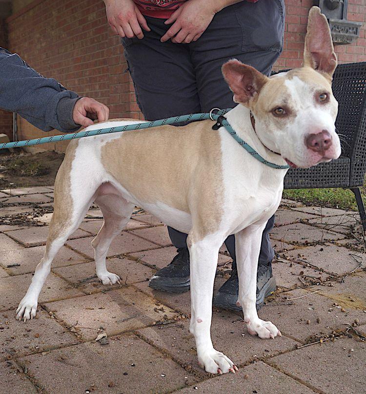 Enlarge Penny, a Adoptable Pit Bull Terrier in Carrollton, TX image 1/2