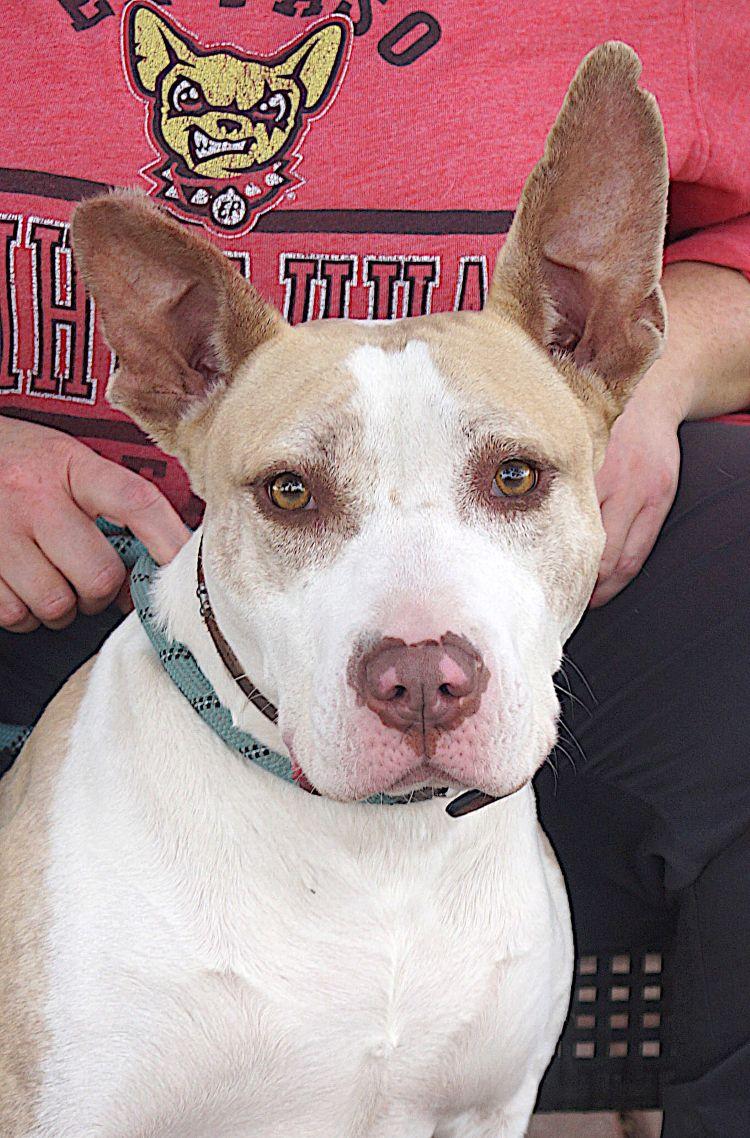 Enlarge Penny, a Adoptable Pit Bull Terrier in Carrollton, TX image 2/2