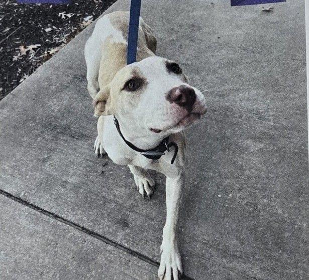 Penny, Adoptable, Adult Female Pit Bull Terrier.