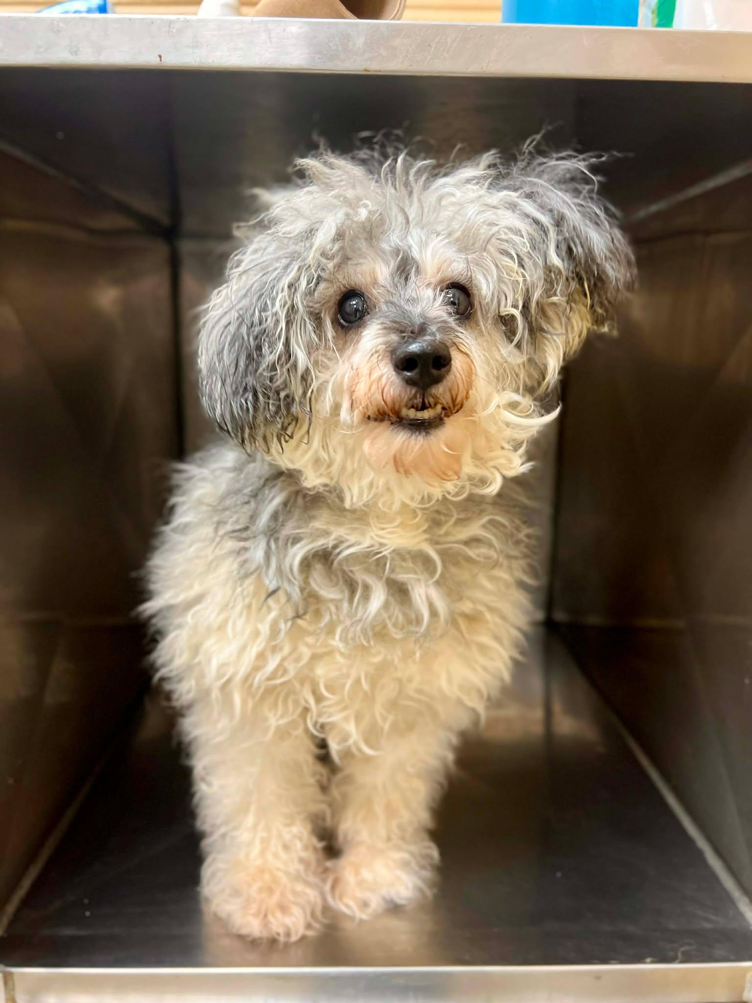 Enlarge Gracie, an adopted Poodle in Fort Payne, AL image 1/1
