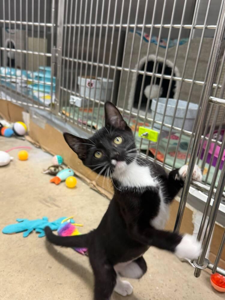 Kitty Soft Paws, Adoptable, Kitten Female Domestic Short Hair.