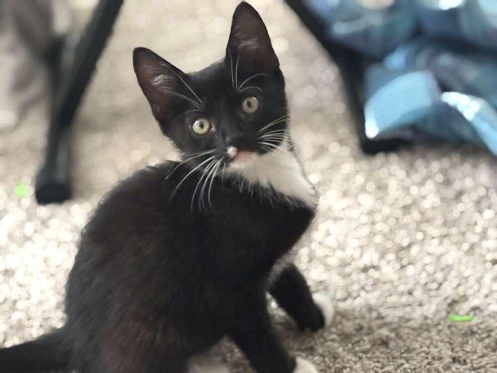 Kitty Soft Paws, a Adoptable Domestic Short Hair in Orlando, FL image 2/3