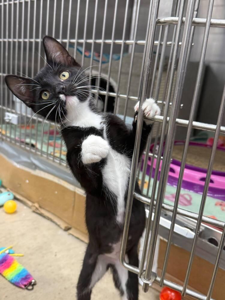 Kitty Soft Paws, a Adoptable Domestic Short Hair in Orlando, FL image 3/3