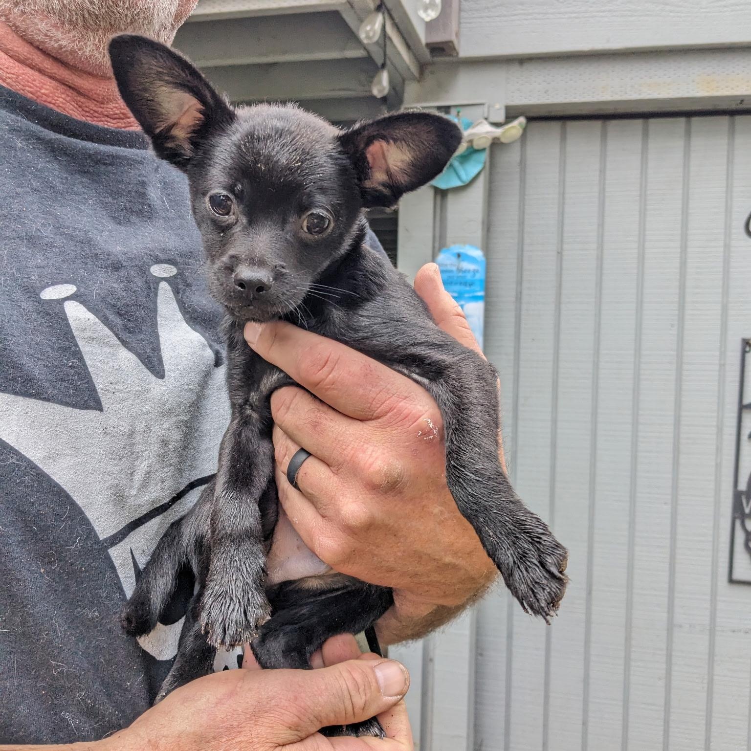 Enlarge BRUTUS, an adopted Chihuahua in Arroyo Grande, CA image 2/4