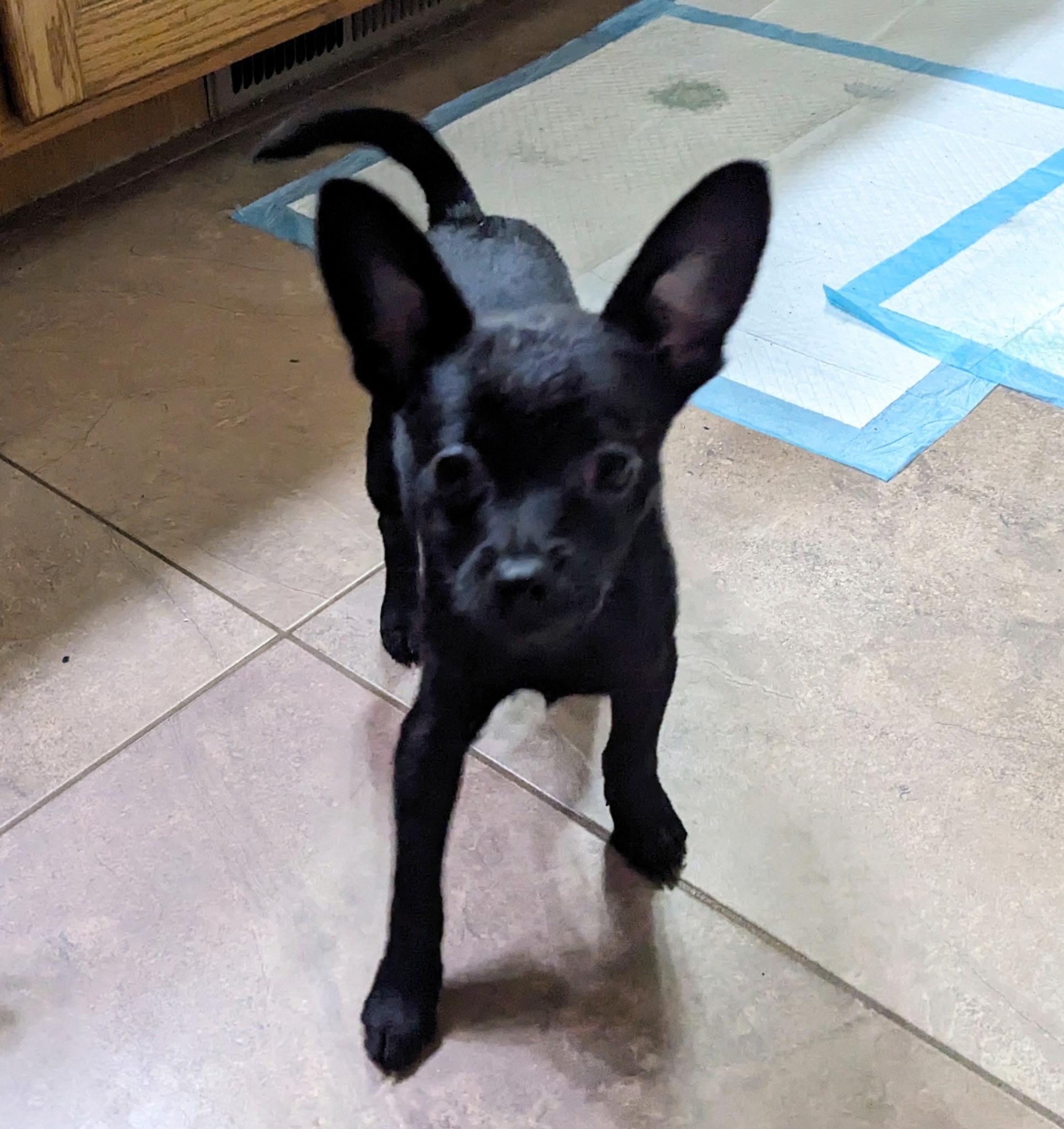 Enlarge BRUTUS, an adopted Chihuahua in Arroyo Grande, CA image 1/4