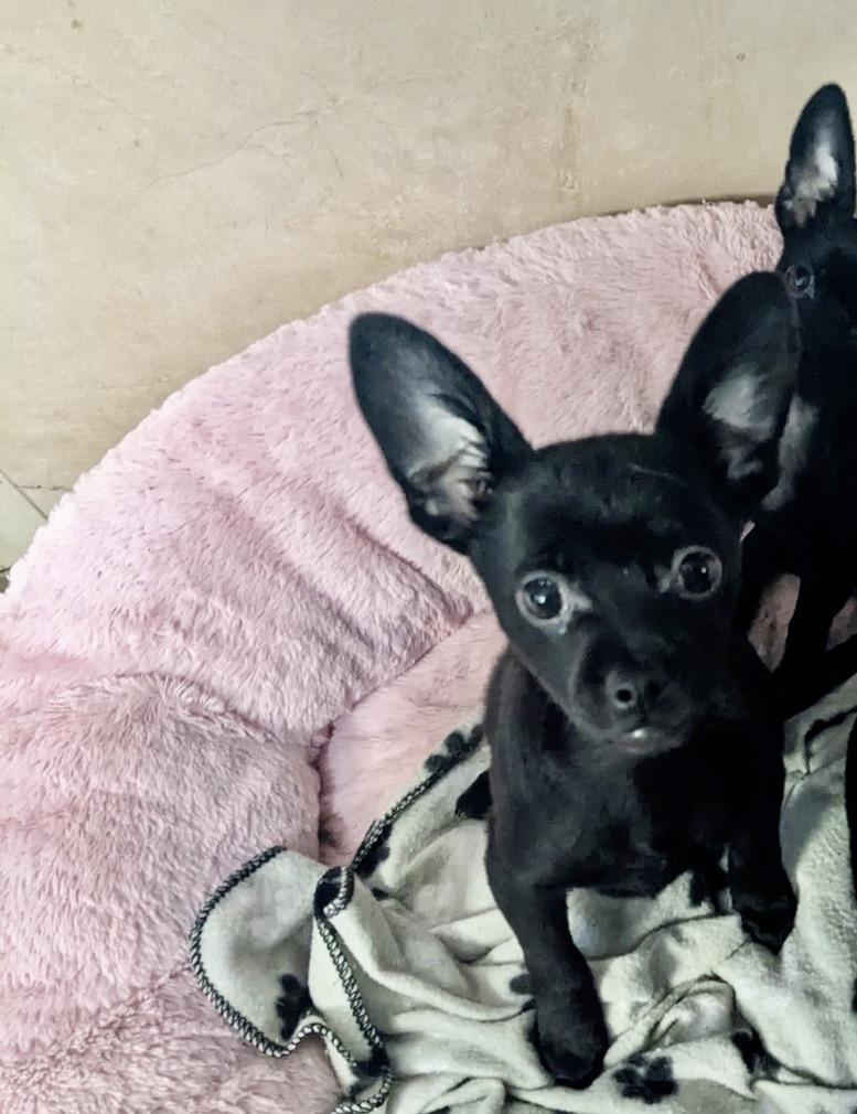 Enlarge BRUTUS, an adopted Chihuahua in Arroyo Grande, CA image 3/4