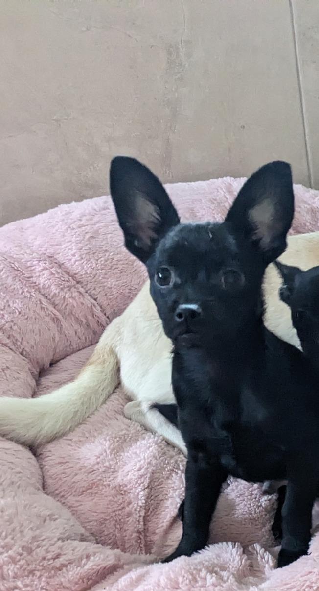 Enlarge BRUTUS, an adopted Chihuahua in Arroyo Grande, CA image 4/4