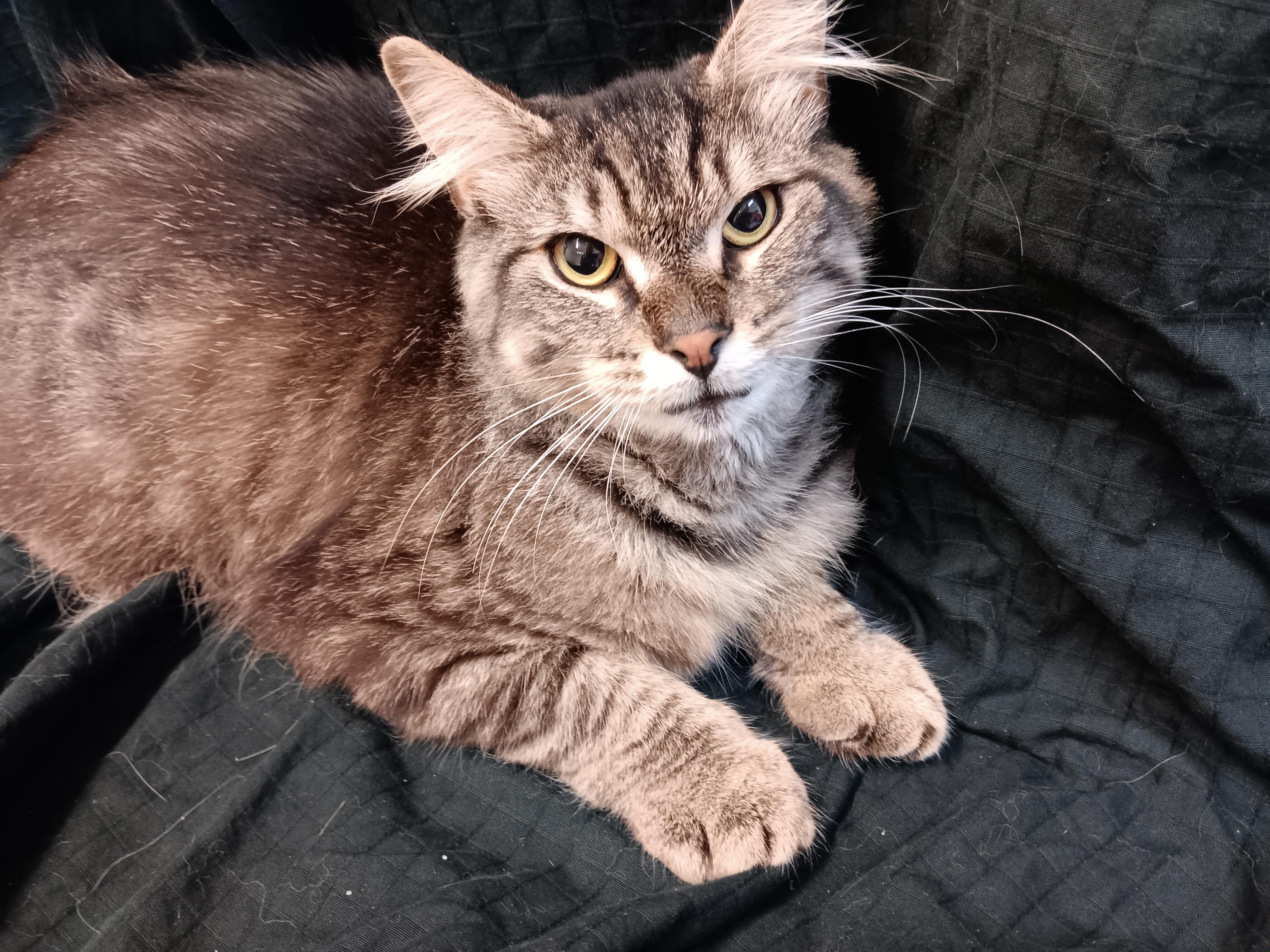 Dash, ADOPTABLE, Adult Male Maine Coon.
