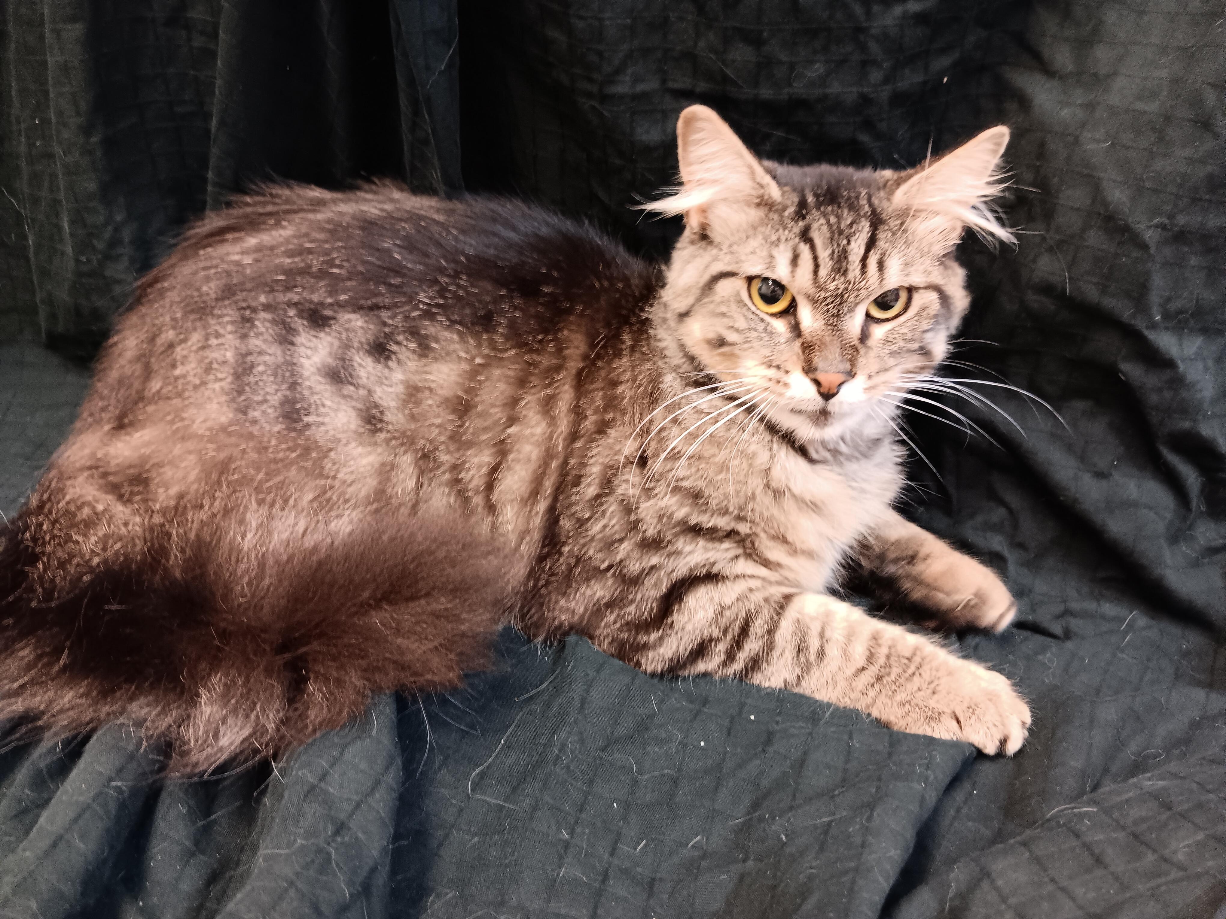 Dash, a ADOPTABLE mixed breed in North East, MD image 2/4
