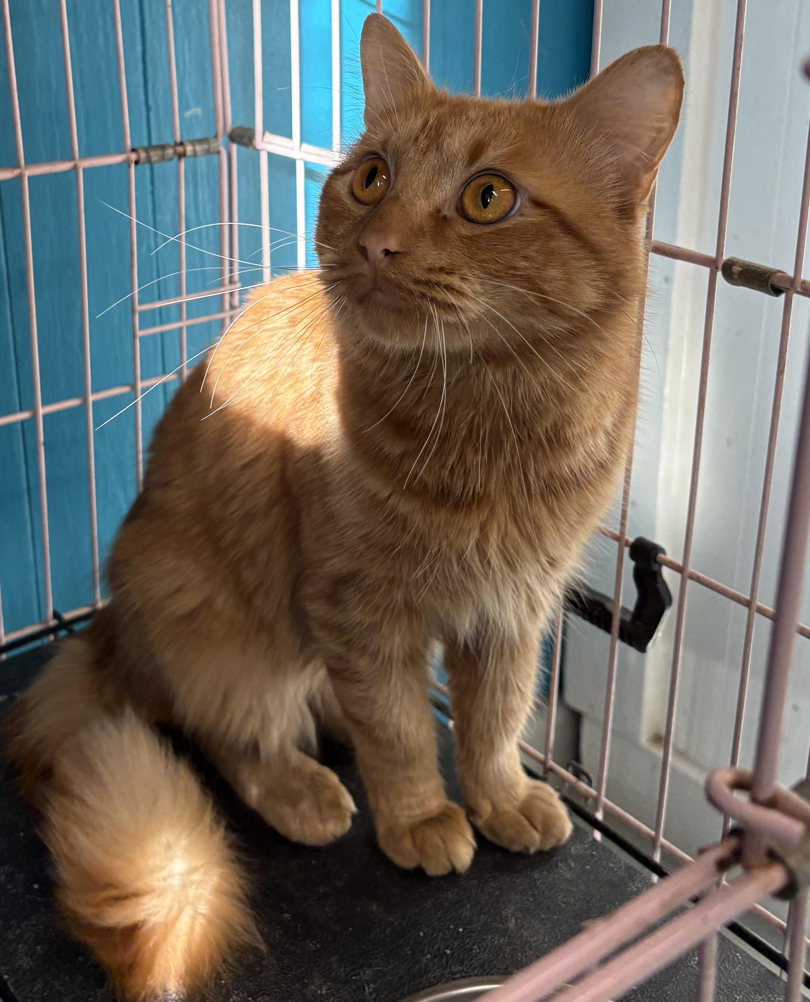 Dorito, ADOPTABLE, Adult Male Domestic Medium Hair.