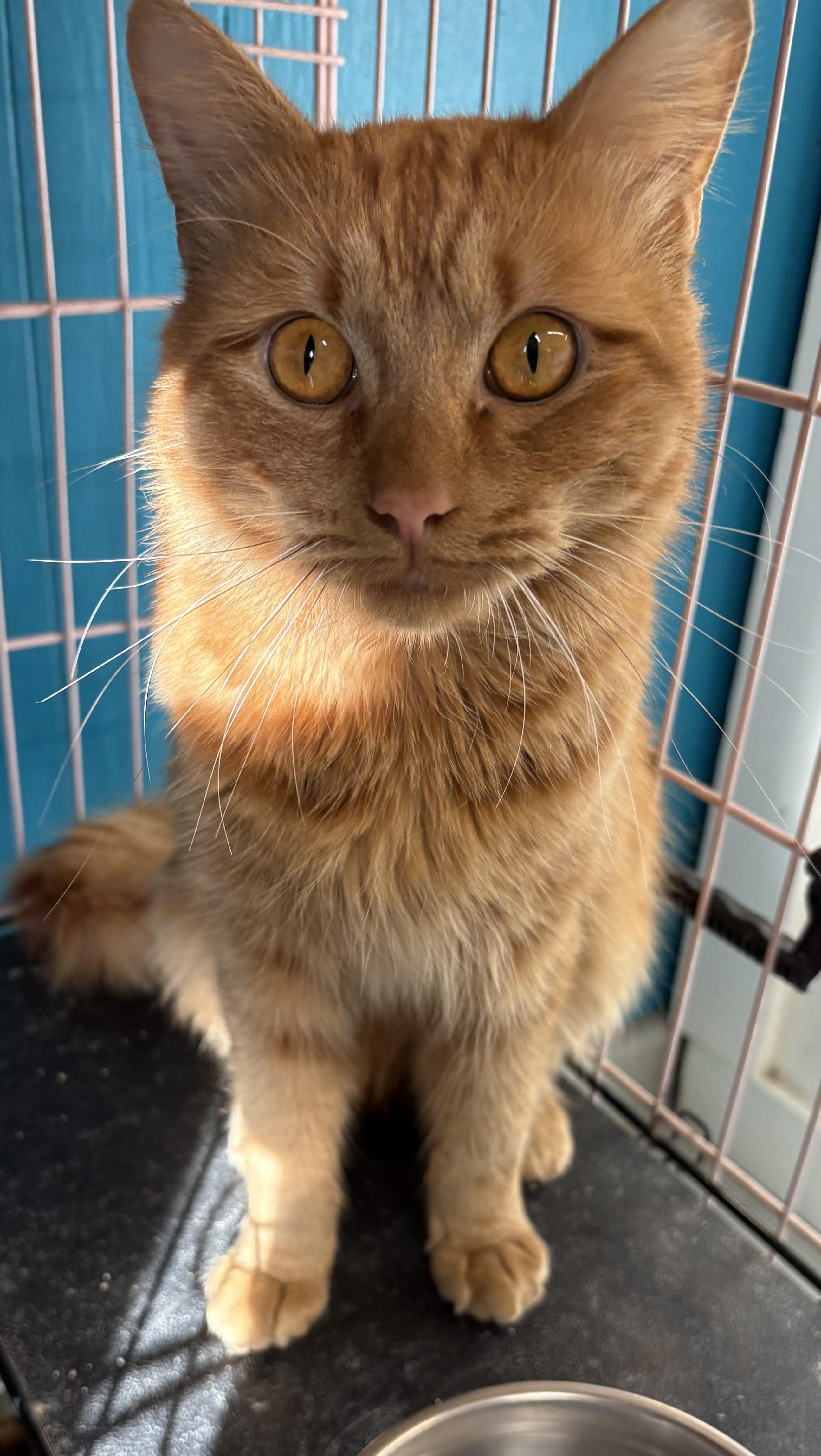 Enlarge Dorito, a ADOPTABLE Domestic Medium Hair in Plano, TX image 2/3