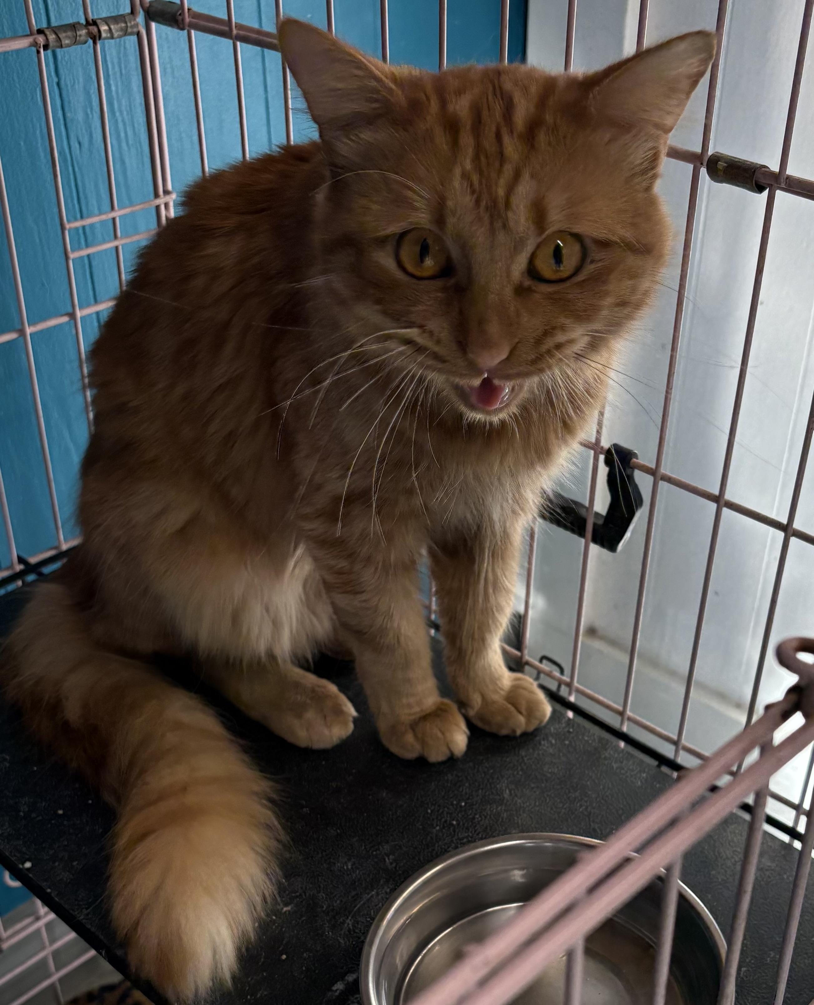 Enlarge Dorito, a ADOPTABLE Domestic Medium Hair in Plano, TX image 3/3