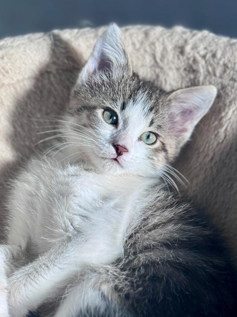 12/4/25 - Peanut, Adopted, Kitten Female Domestic Short Hair.