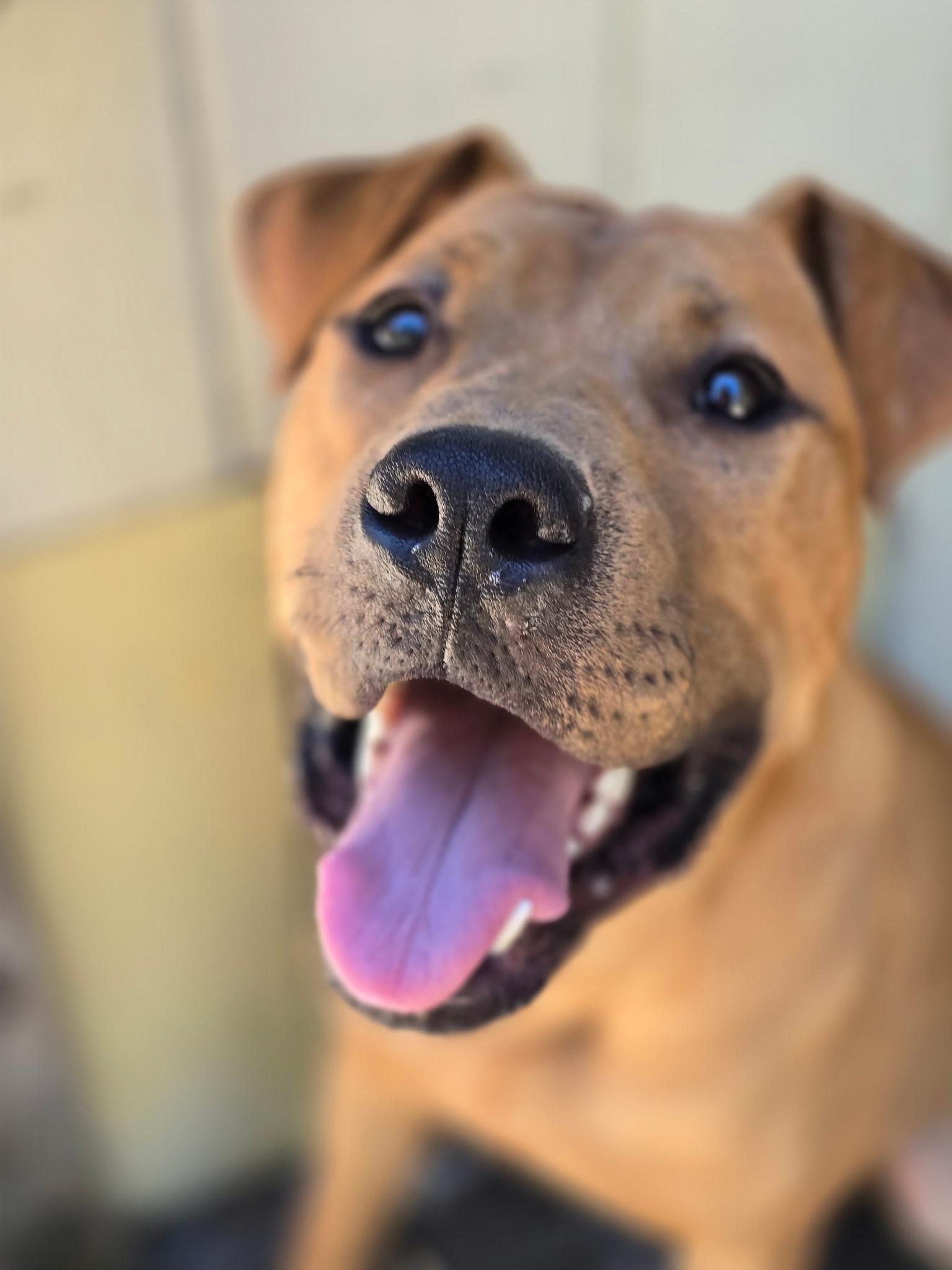 Nero, Adopted, Young Male American Staffordshire Terrier & Boxer.
