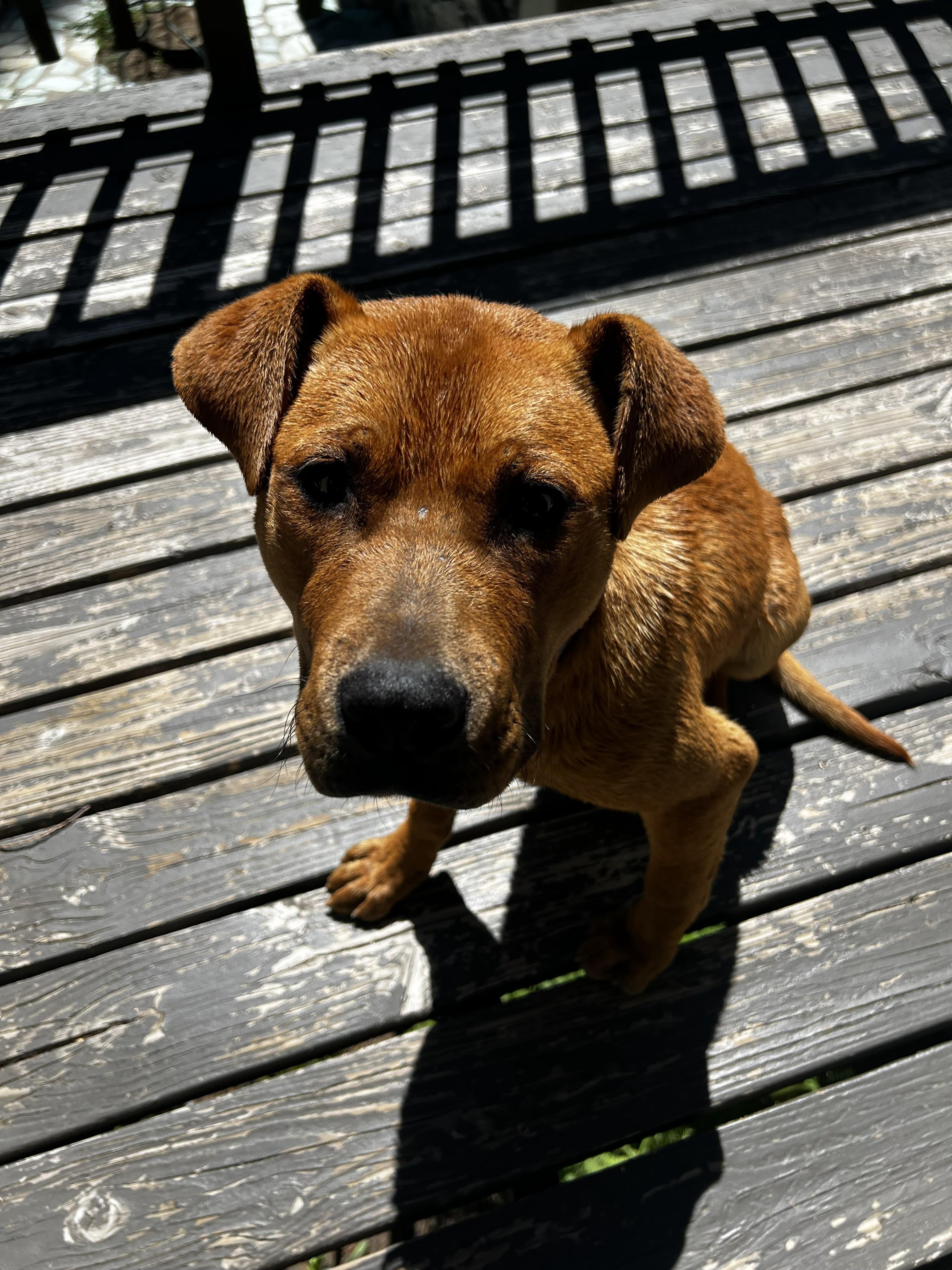 Nero, a ADOPTABLE mixed breed in Forest Falls, CA image 2/6