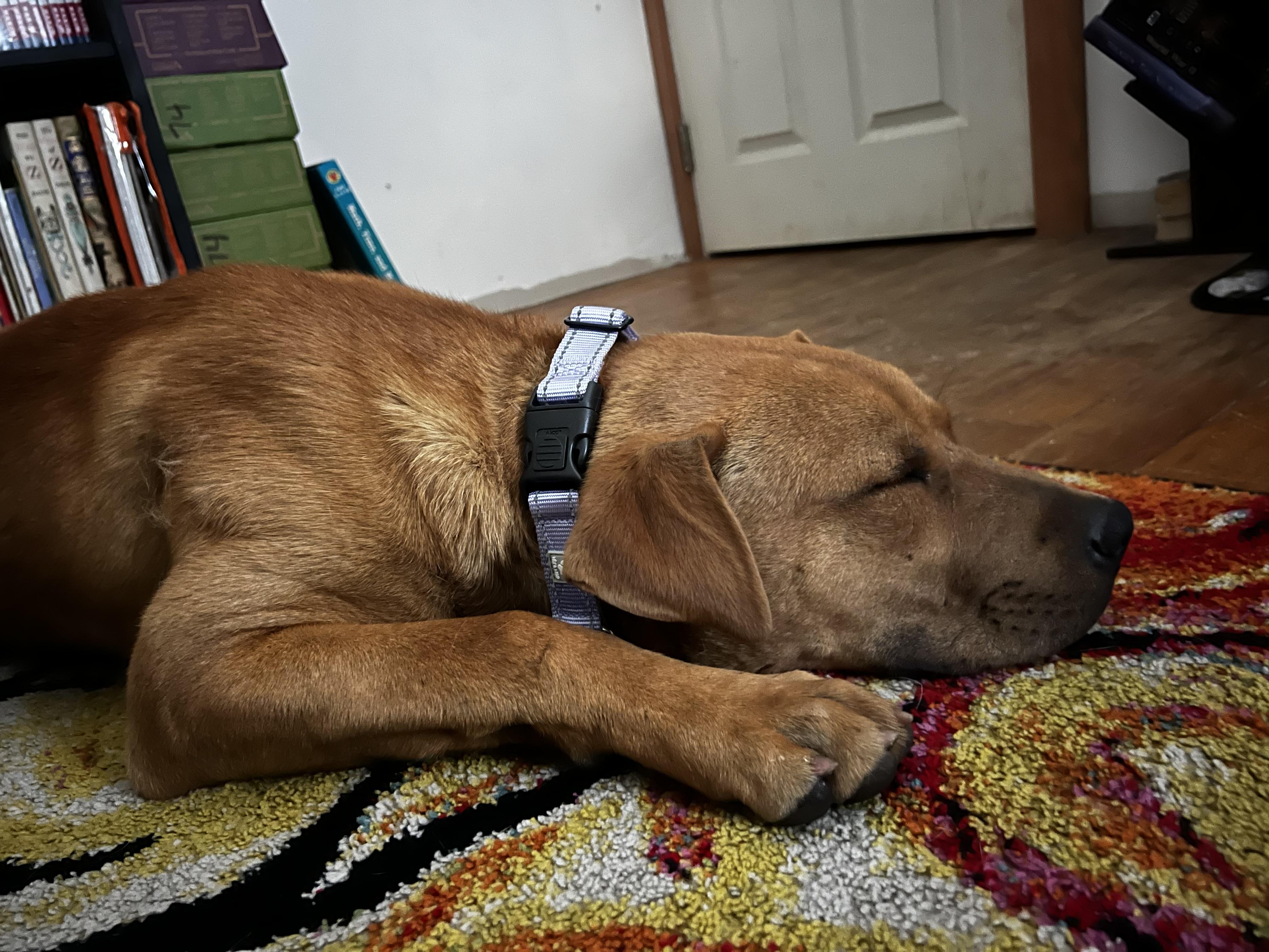 Nero, a ADOPTABLE mixed breed in Forest Falls, CA image 5/6